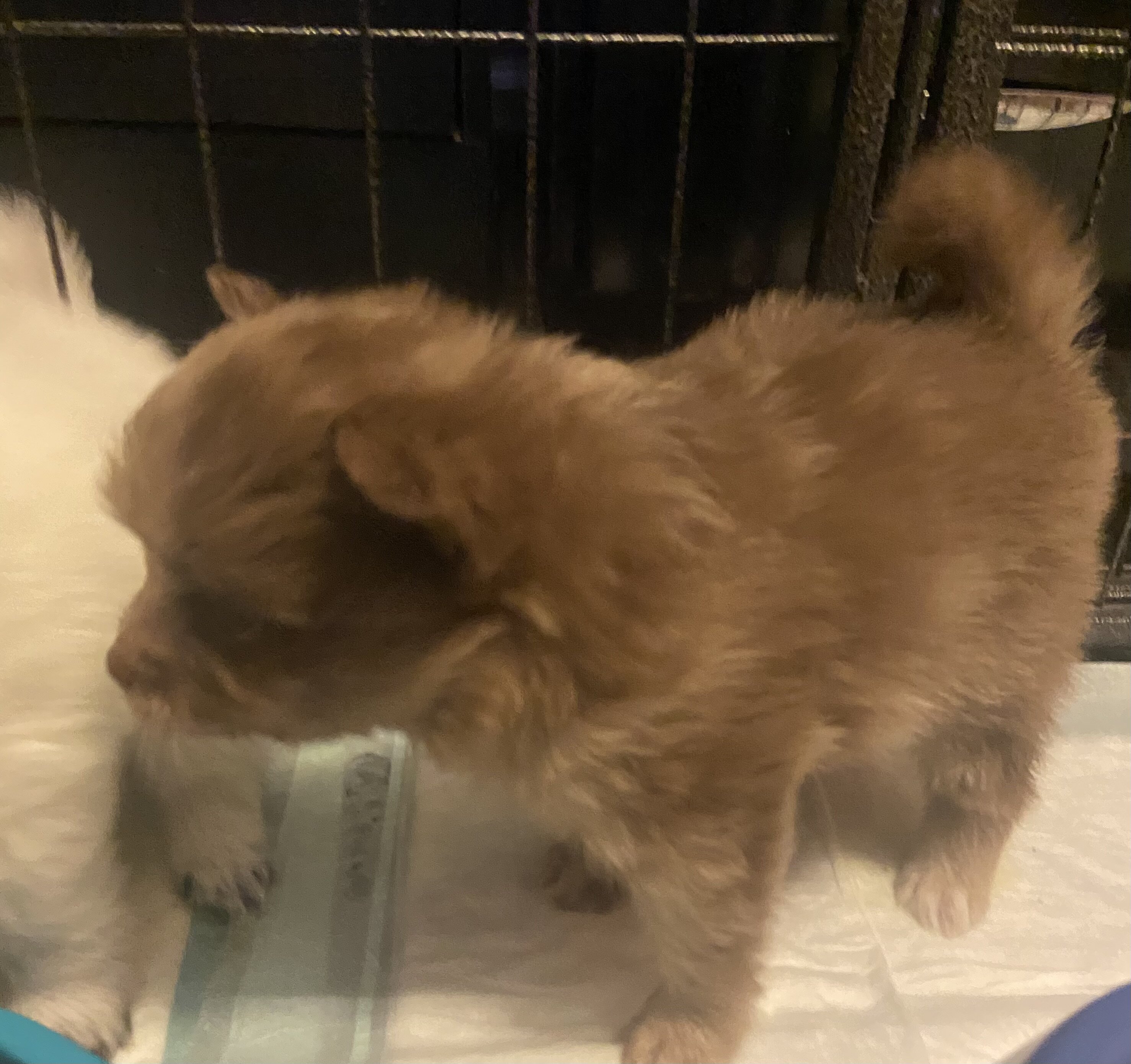 Pomeranian CKC image 8