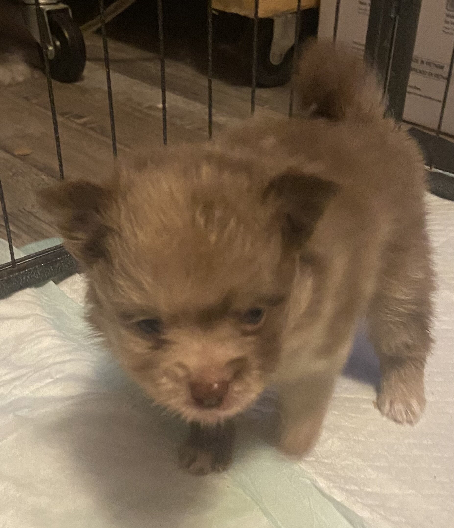 Pomeranian CKC image 5