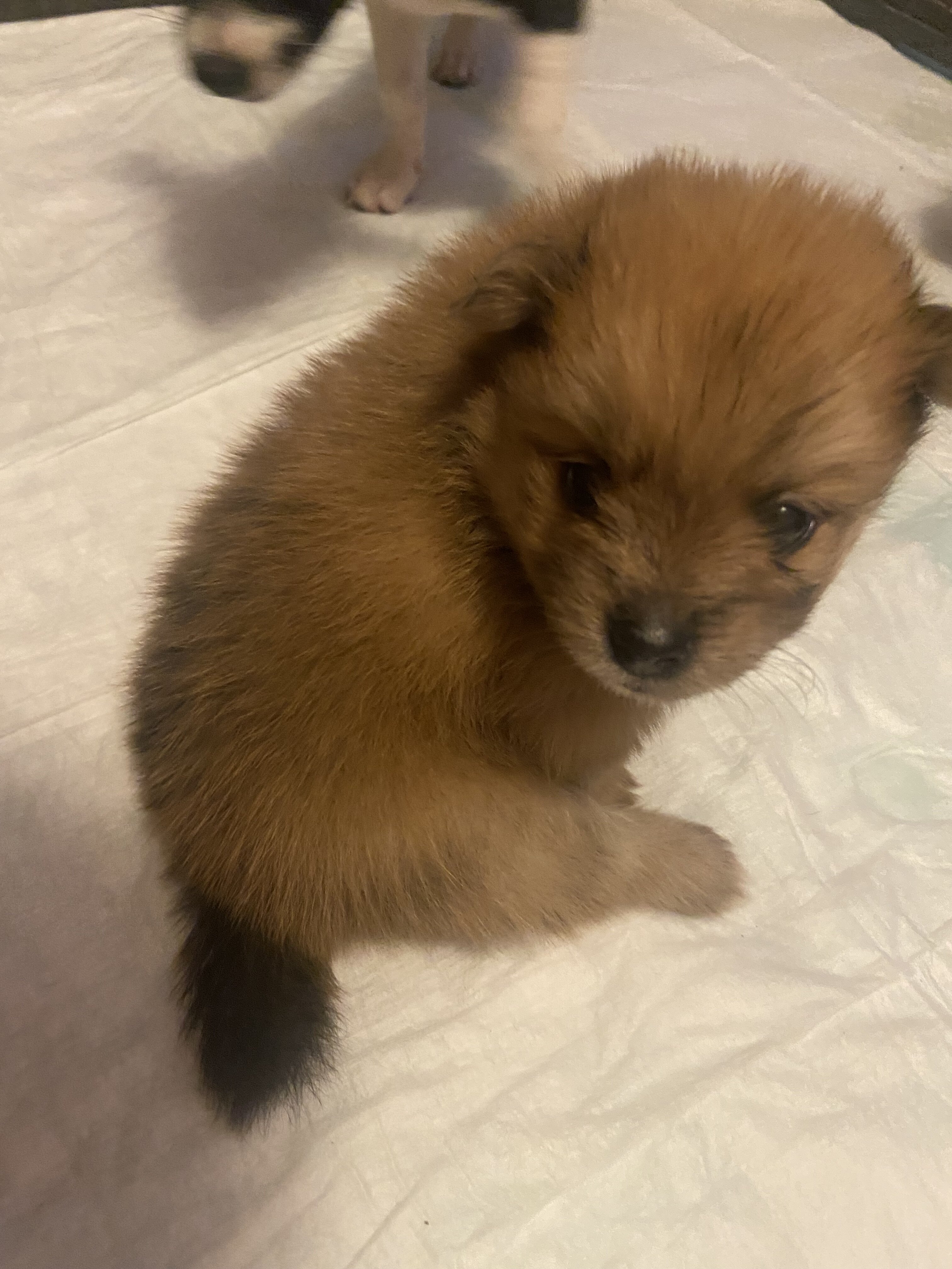 Pomeranian CKC image 6