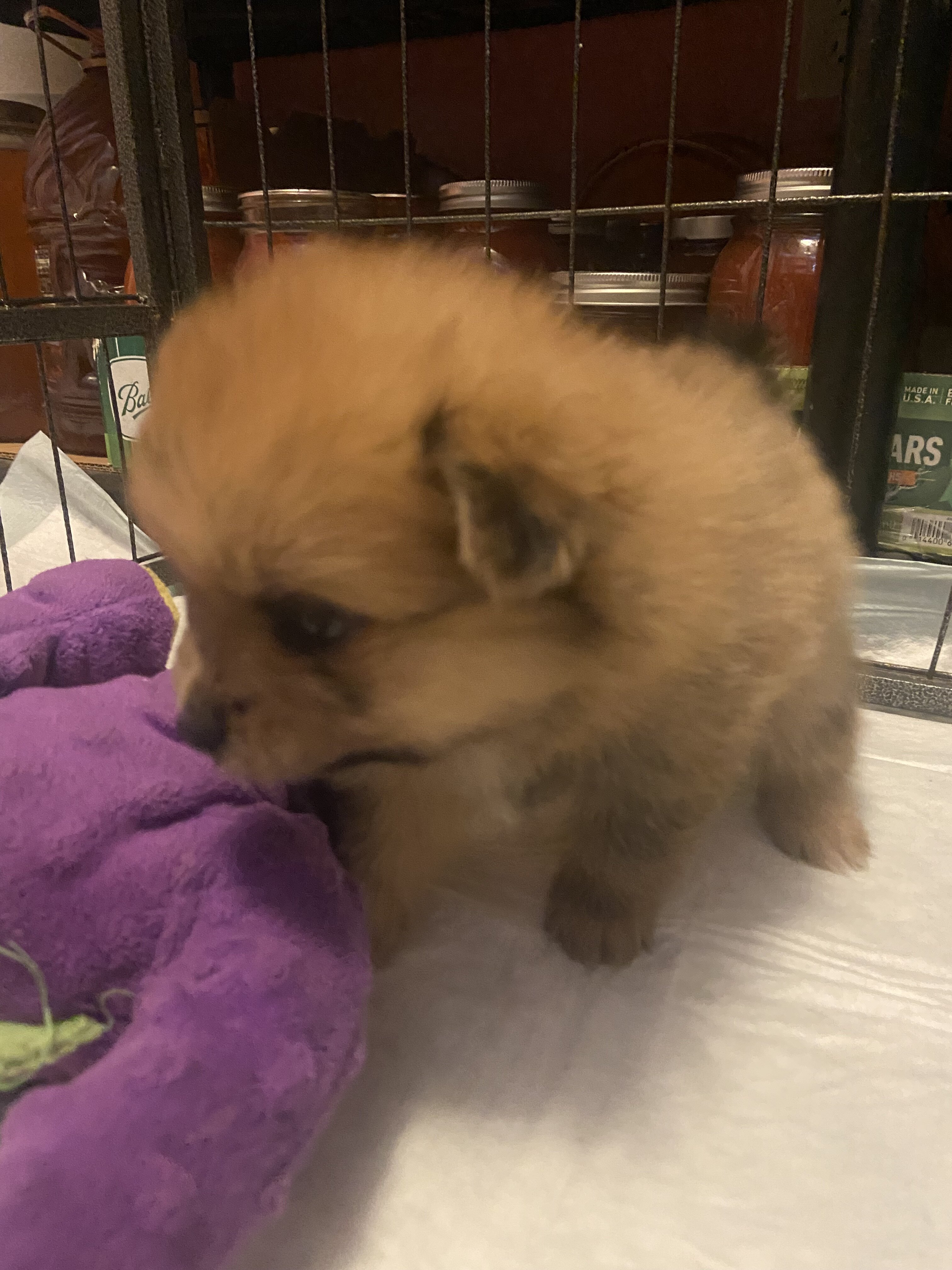 Pomeranian CKC image 7