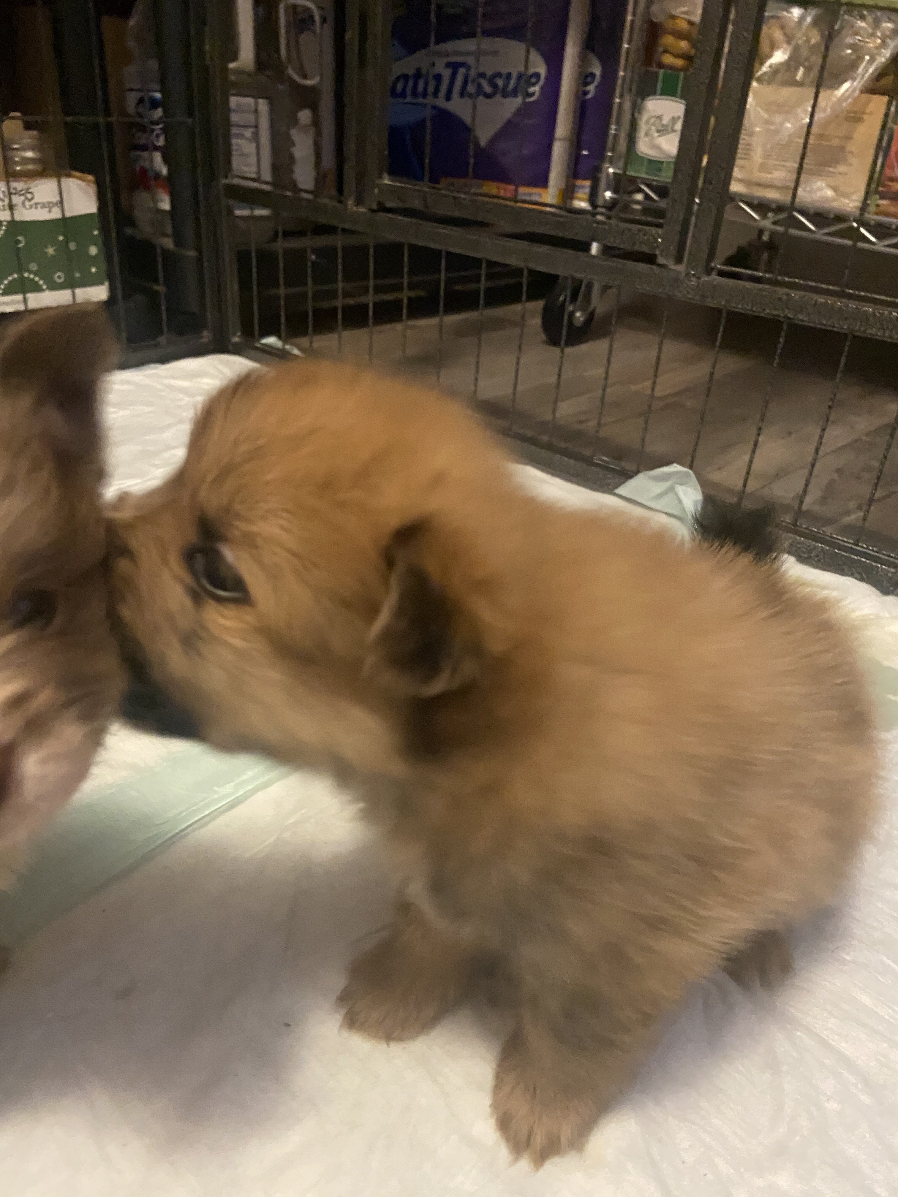 Pomeranian CKC image 2