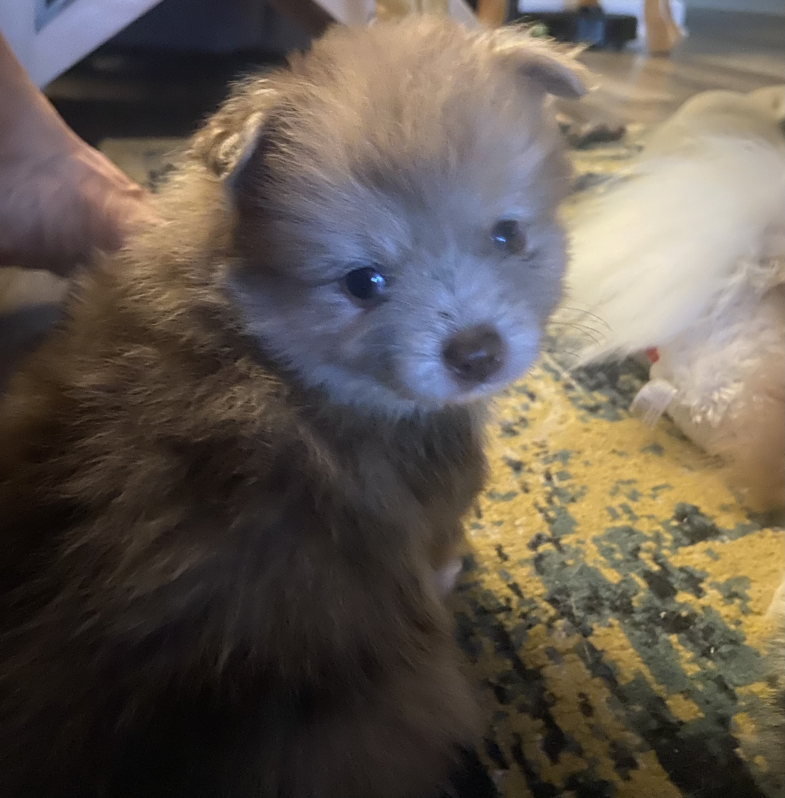 Pomeranian CKC image 3