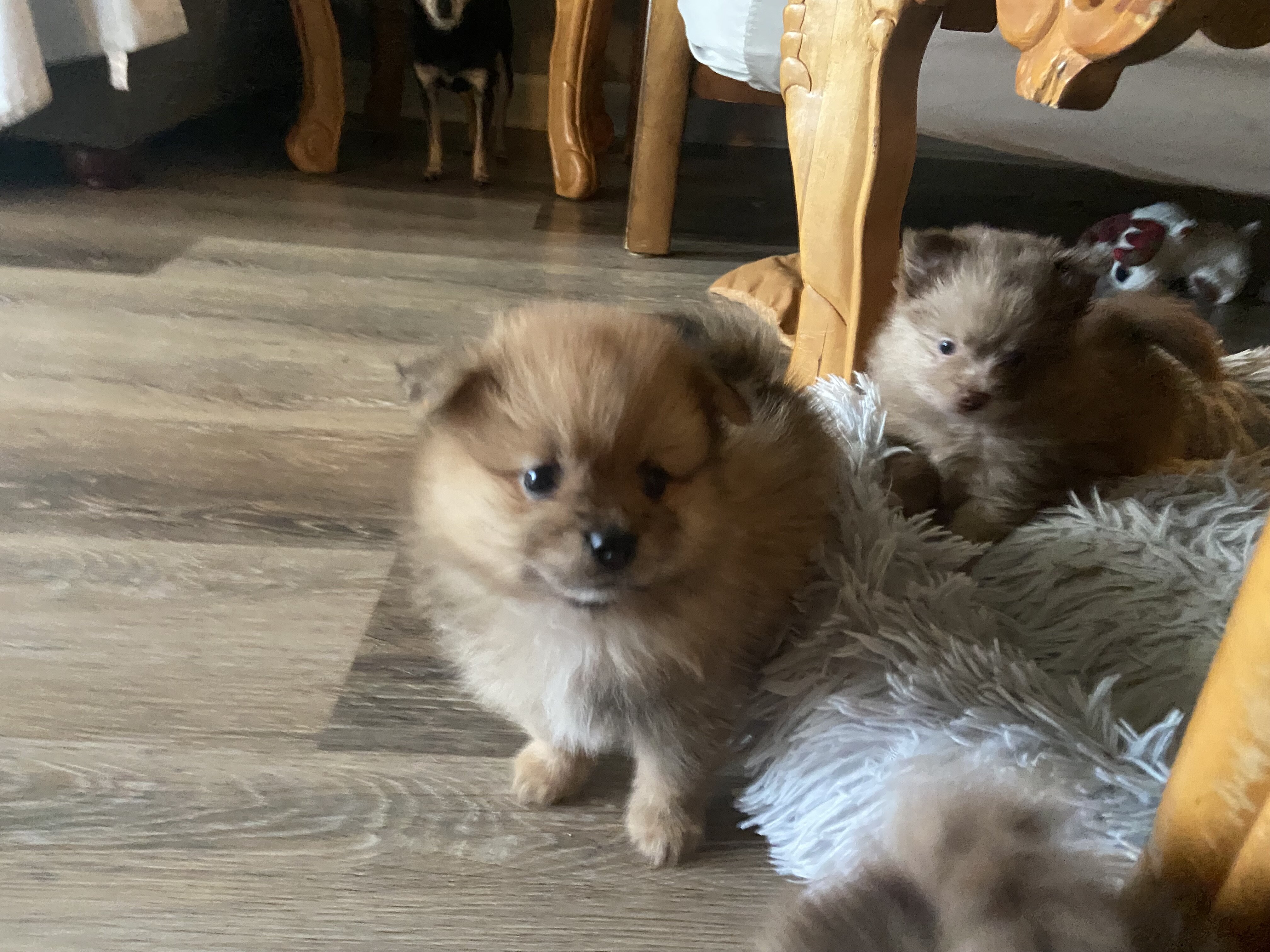 Pomeranian CKC image 1