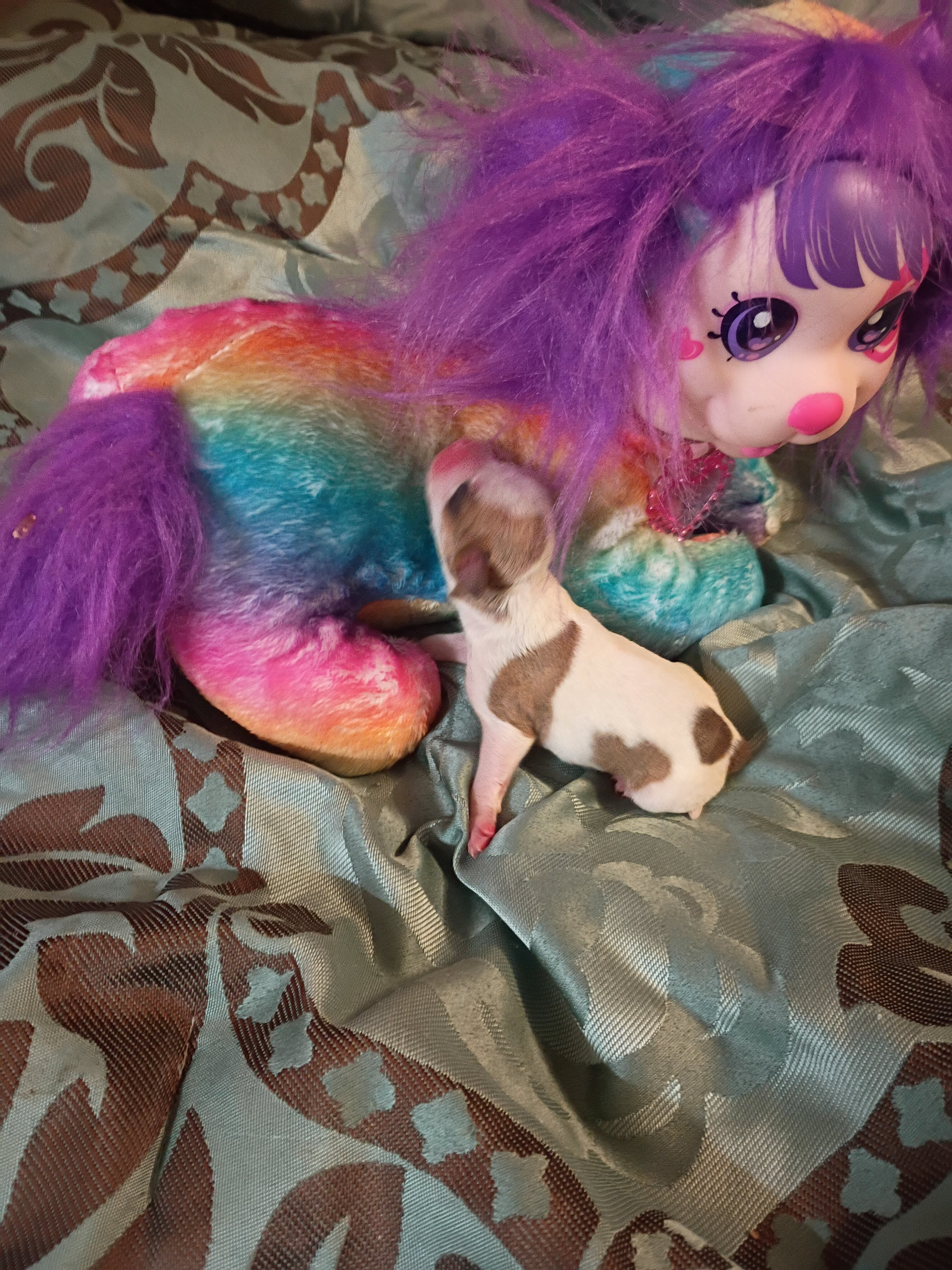 Chihuahua puppies image 2