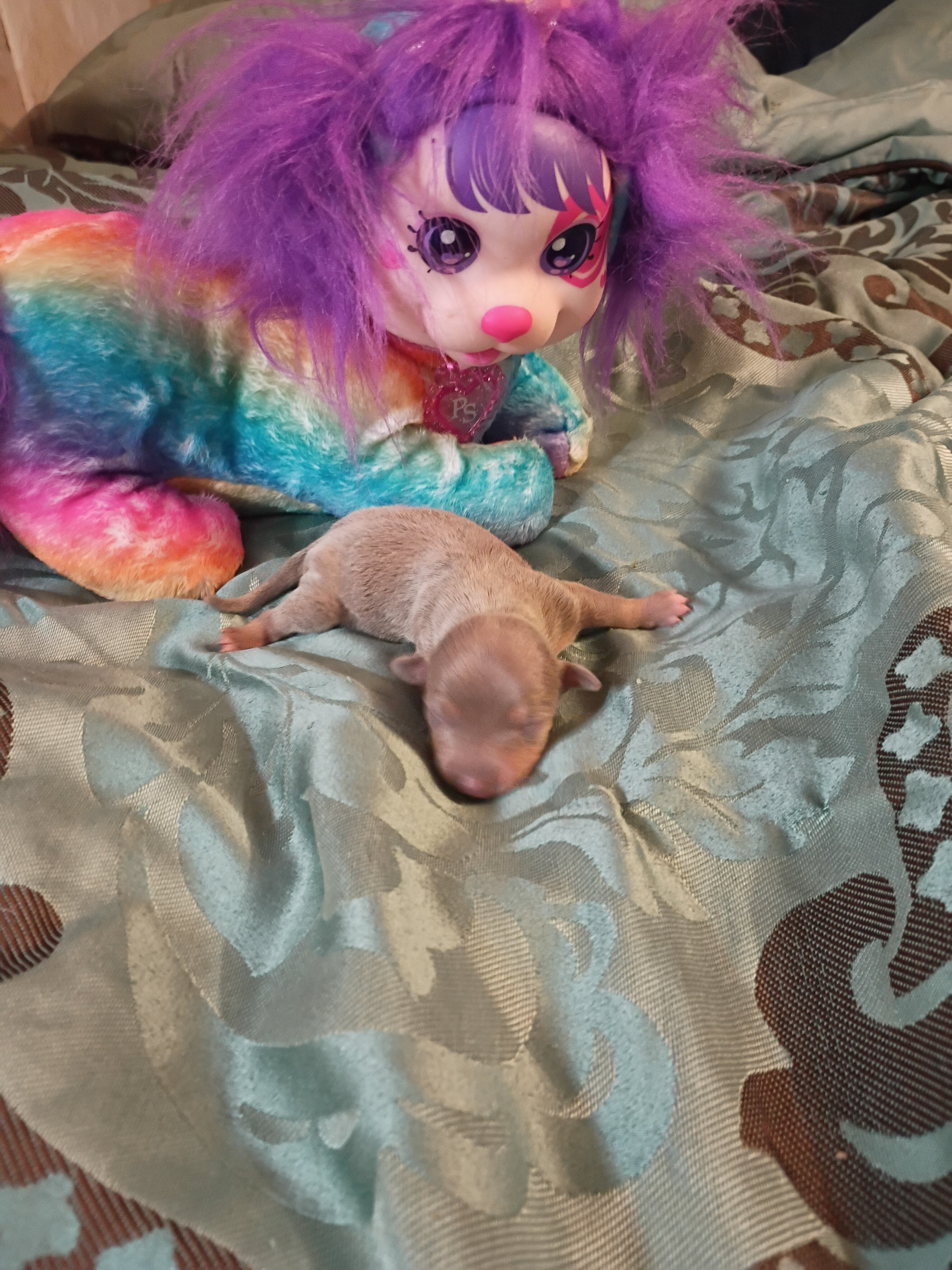 Chihuahua puppies image 1