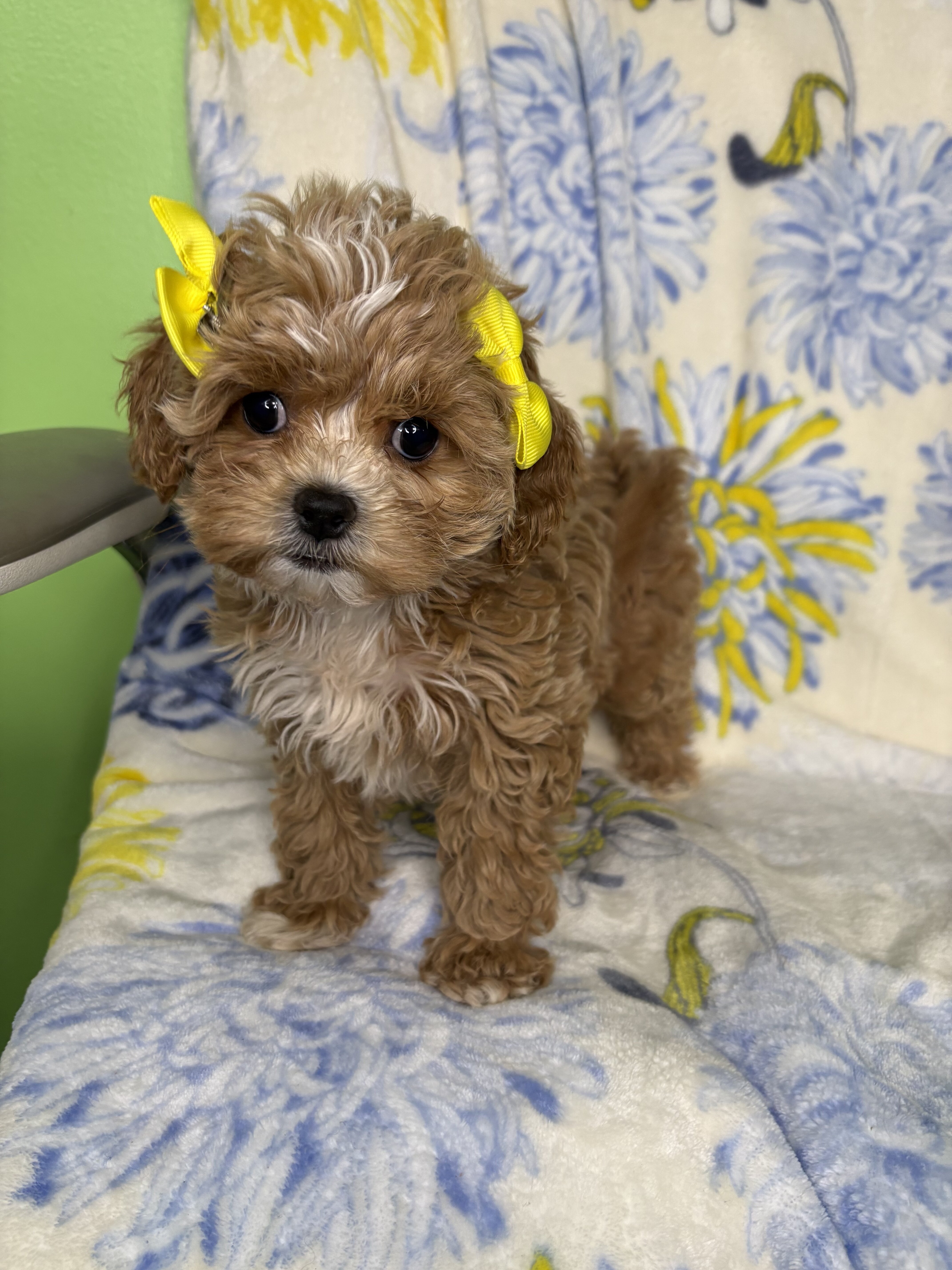 Cavapoo mix image 3