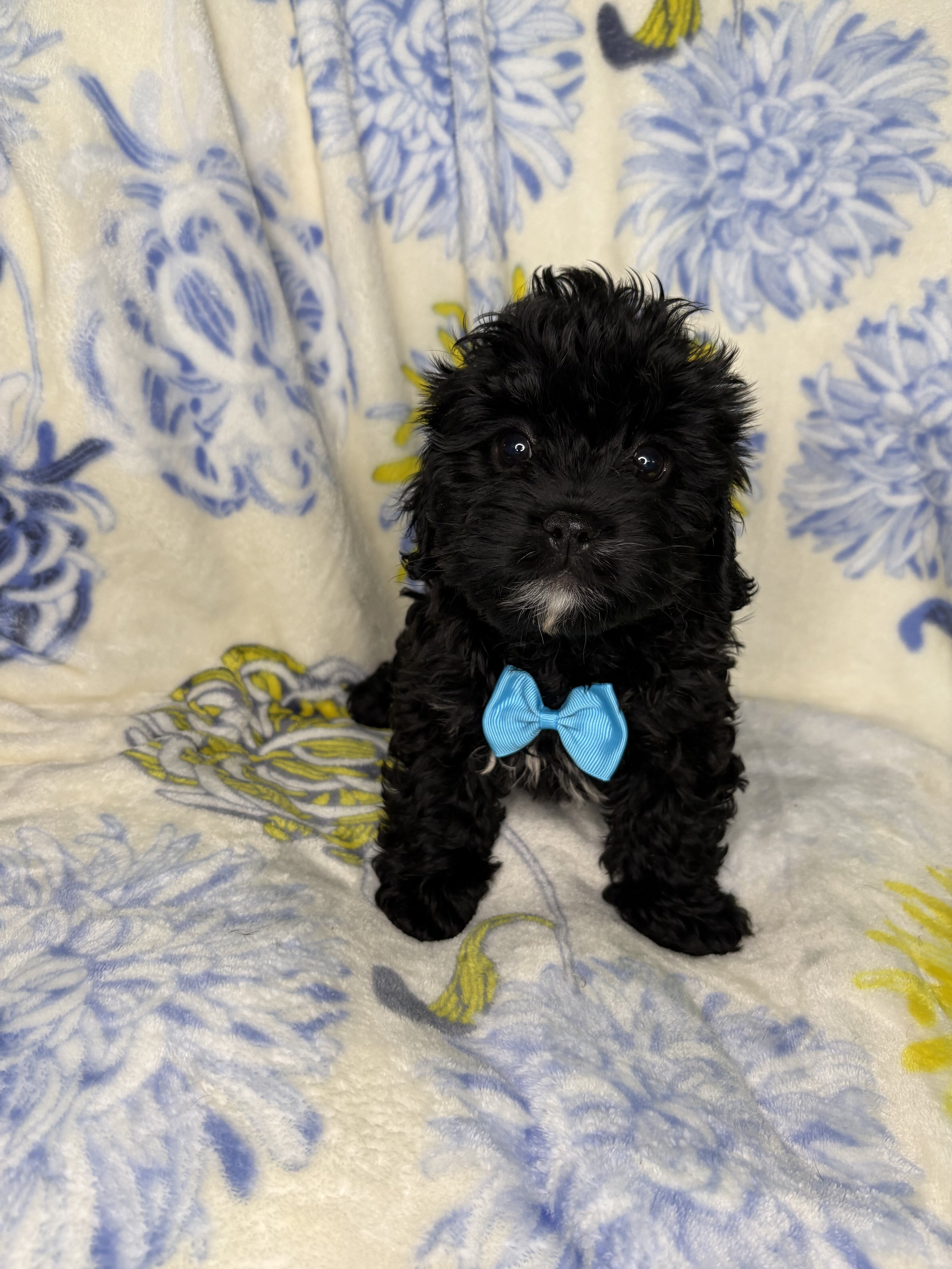 Cavapoo mix image 2