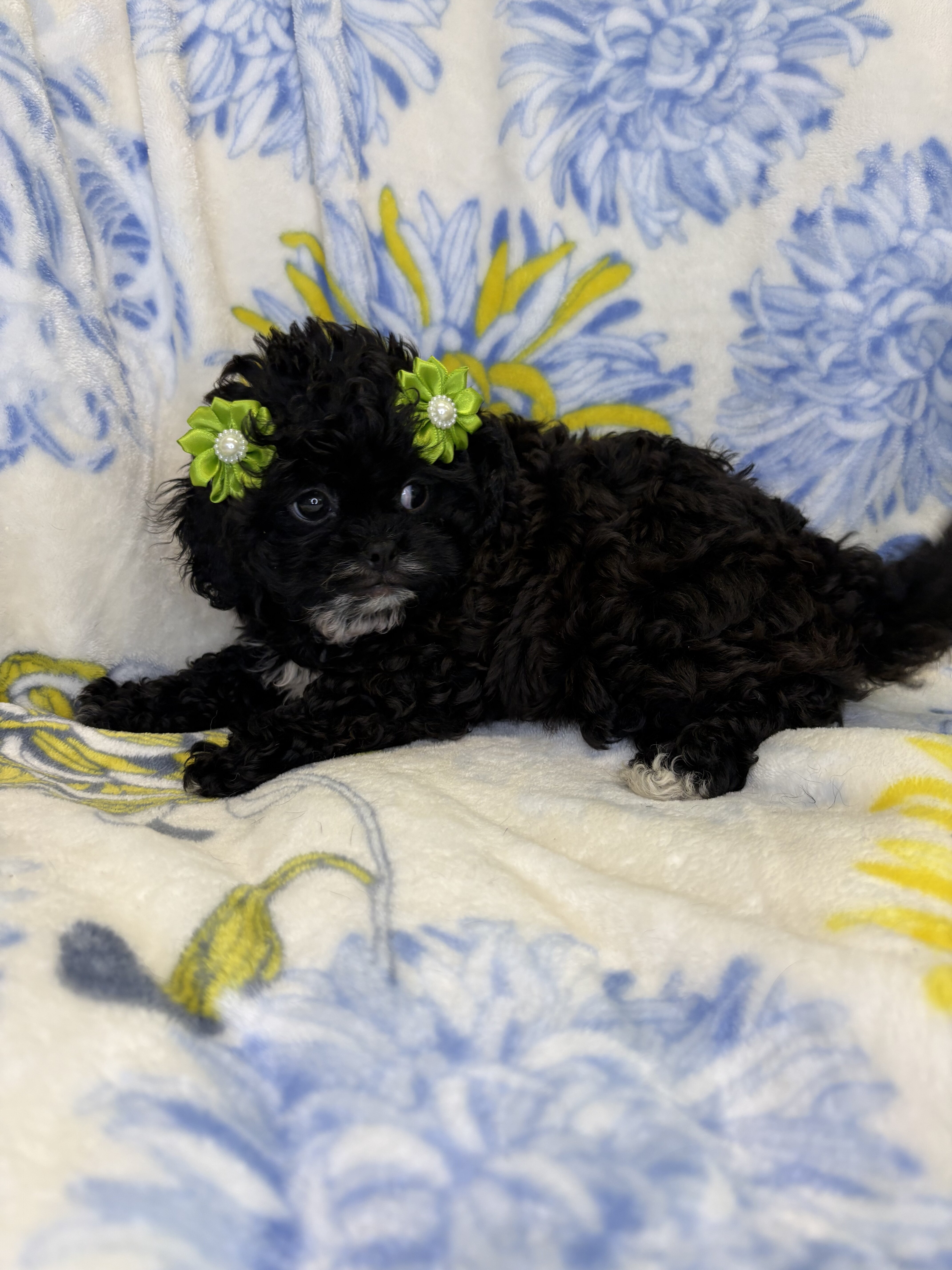 Cavapoo mix image 1
