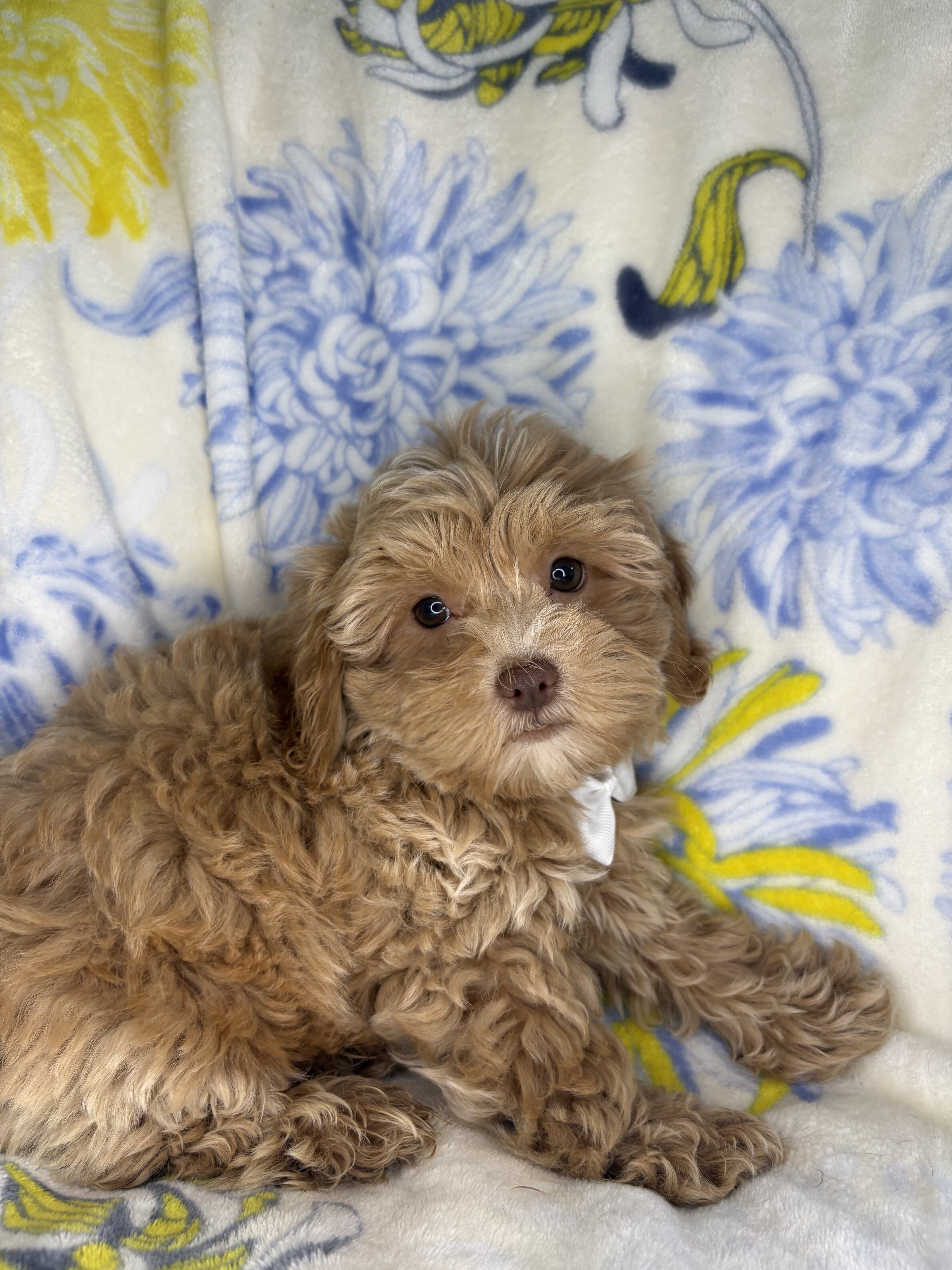 Morkipoo puppies image 3