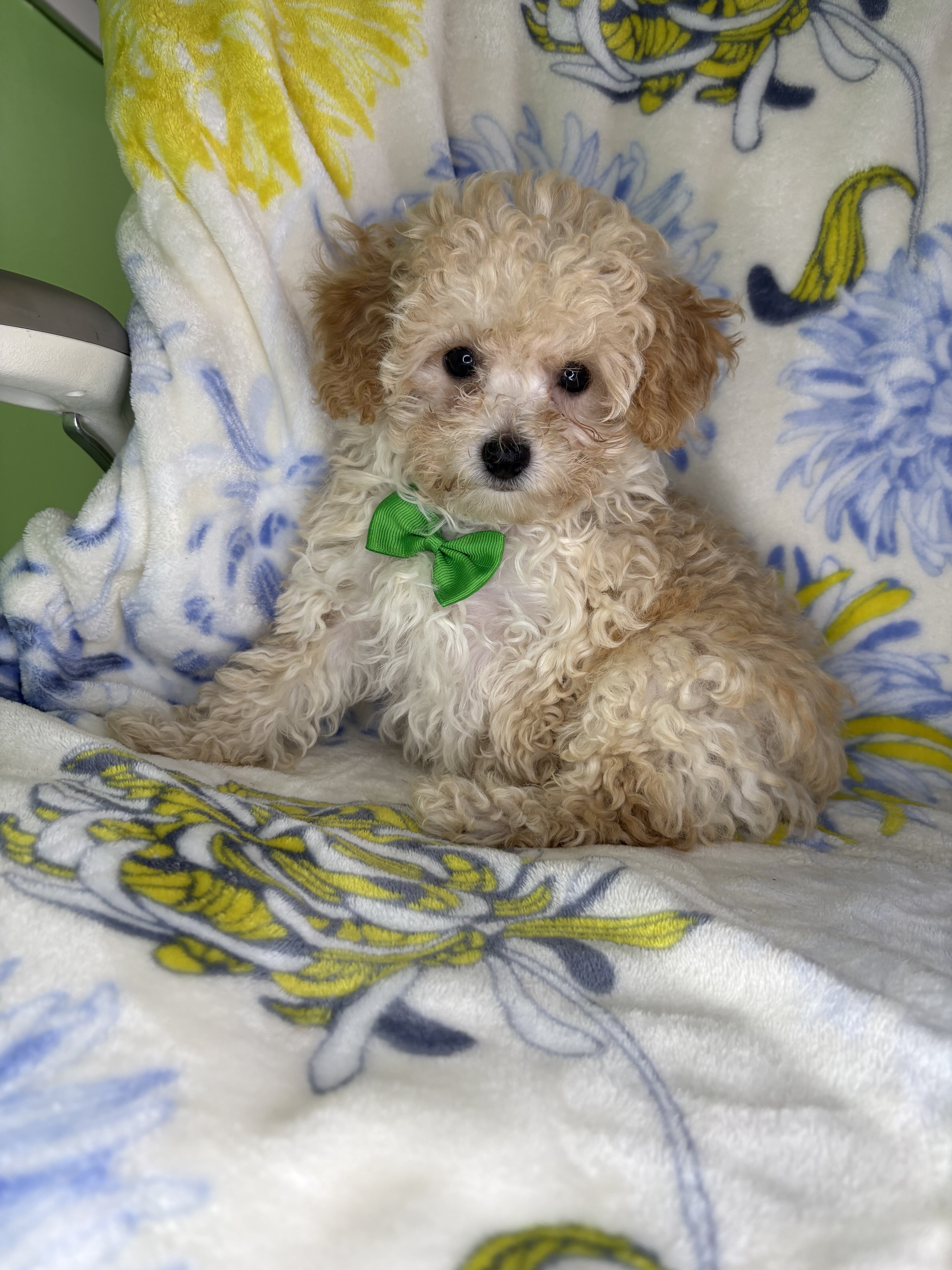 Morkipoo puppies image 2