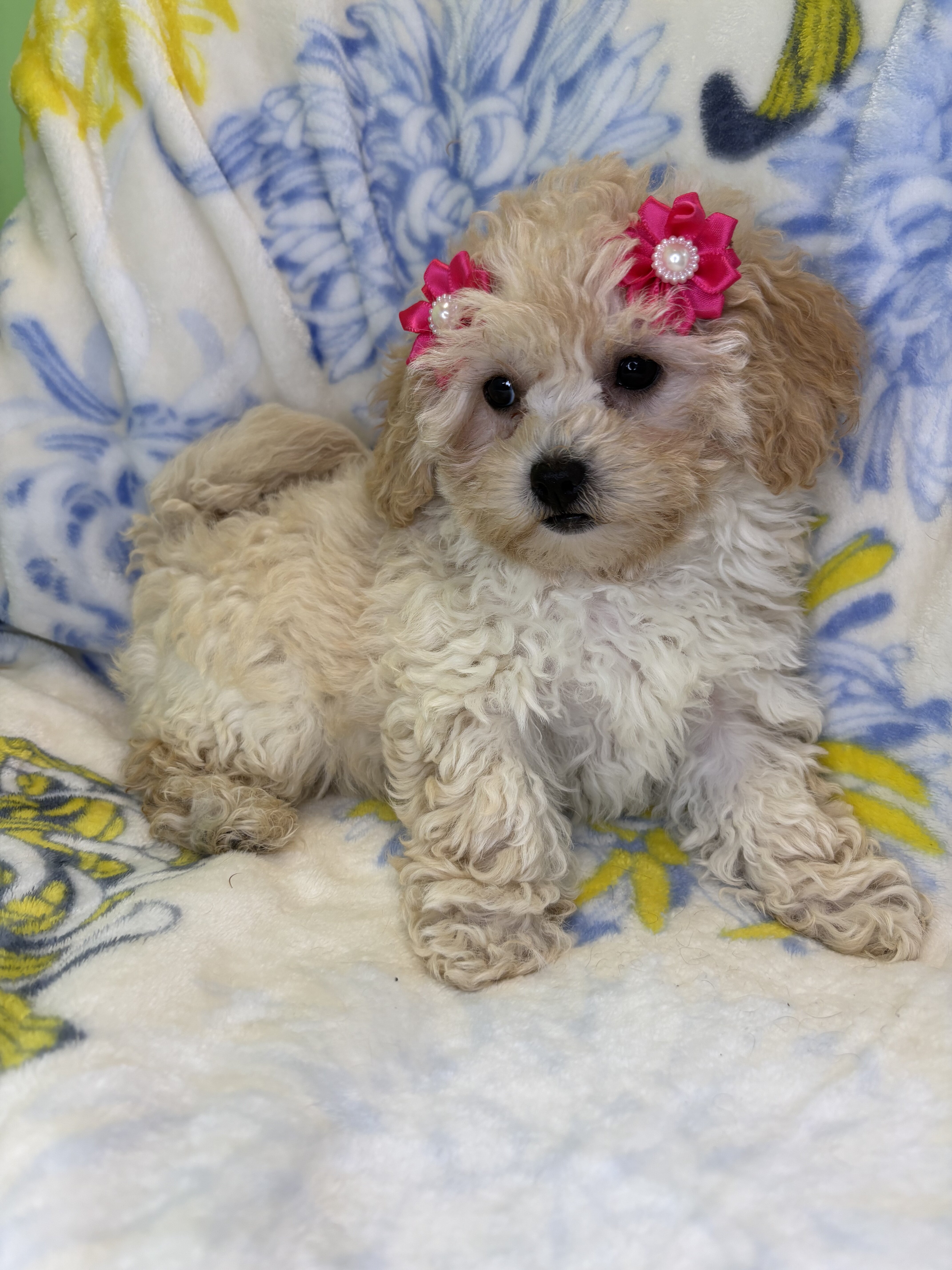 Morkipoo puppies image 1
