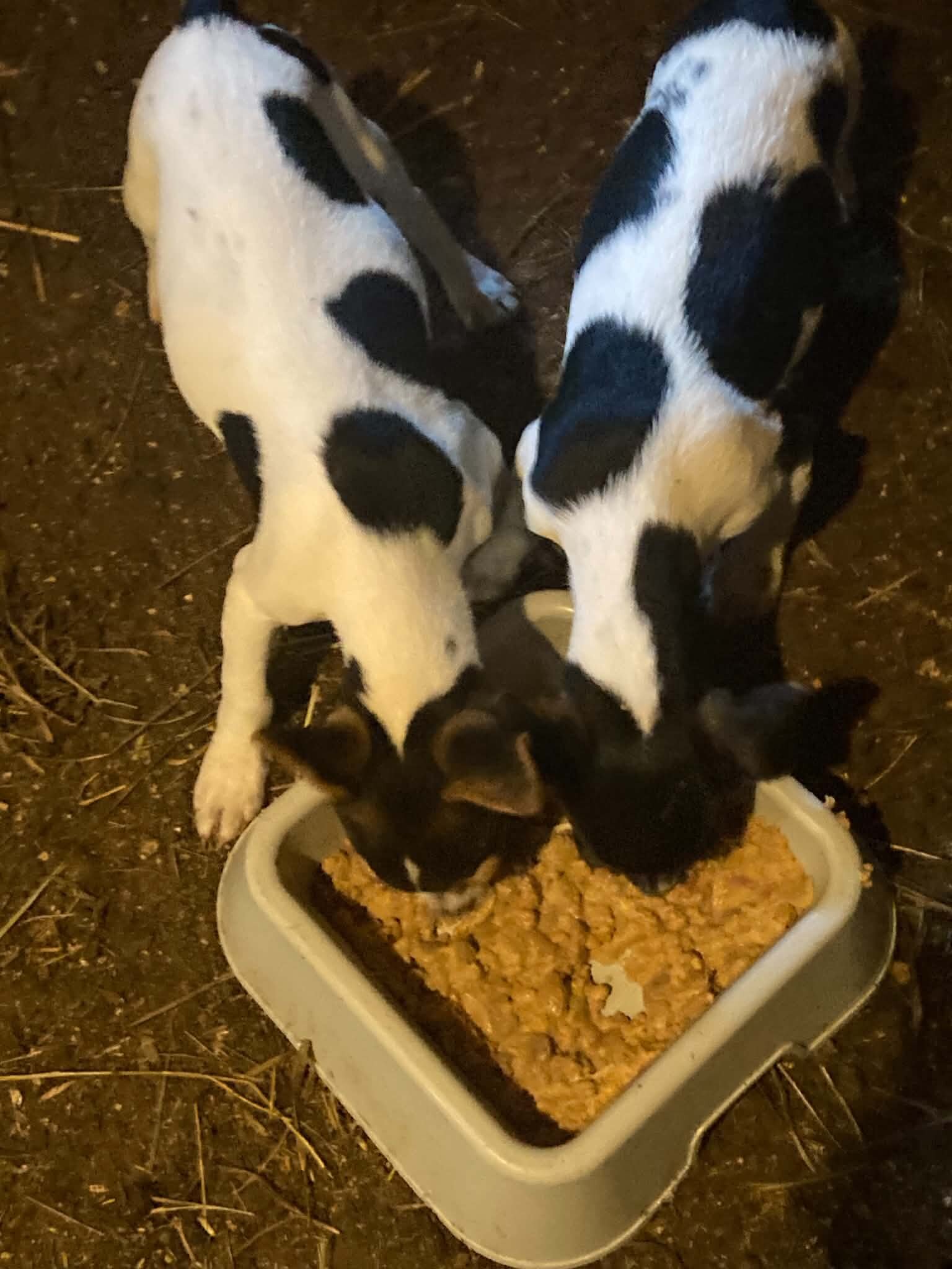 Rat Terrier Pups image 3
