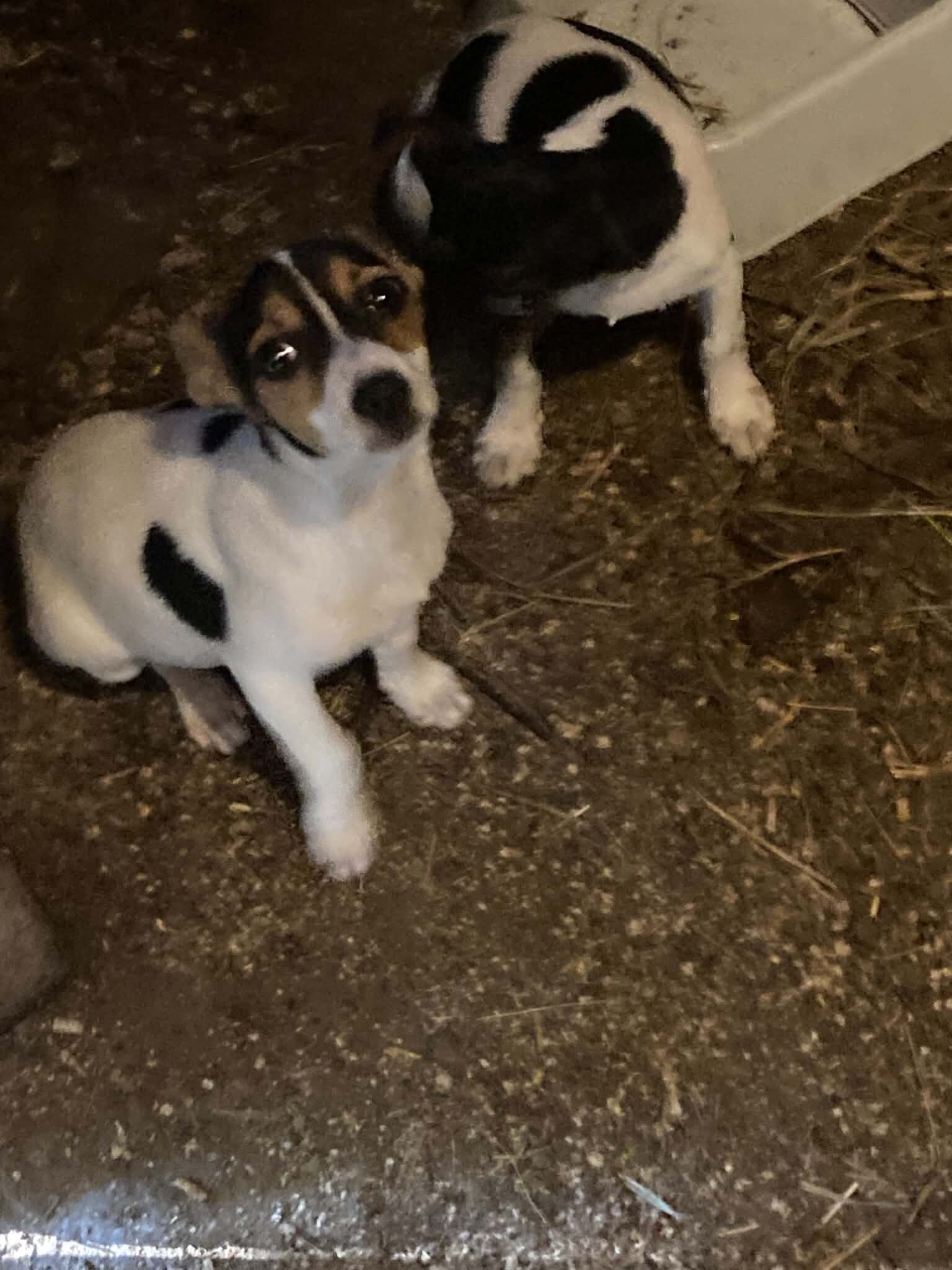 Rat Terrier Pups image 2