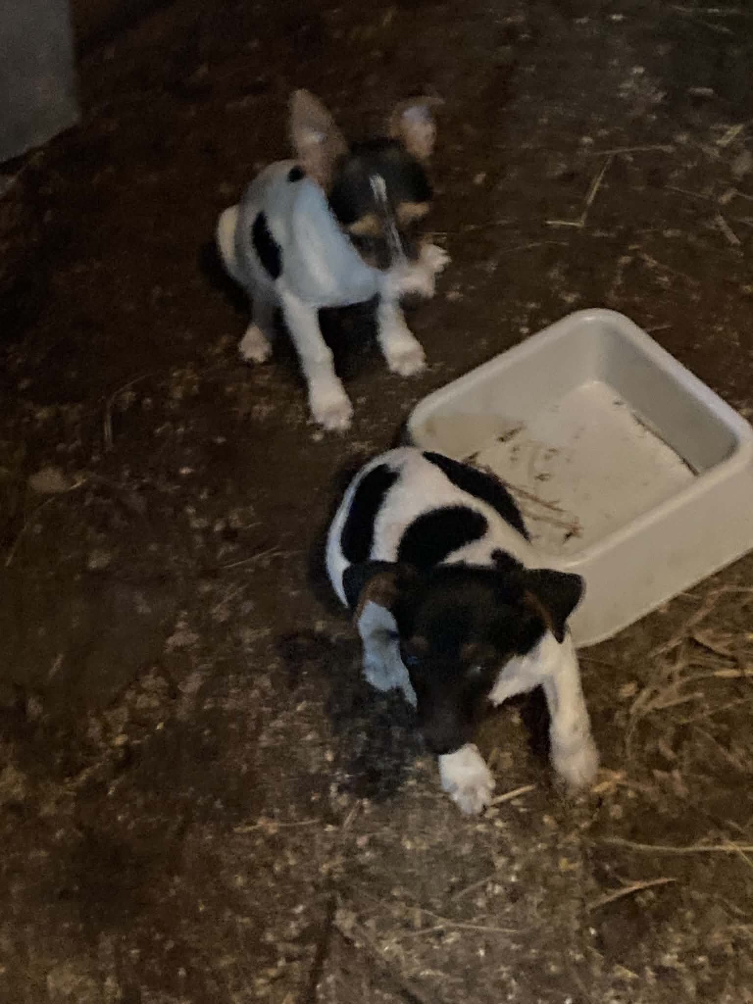 Rat Terrier Pups image 1