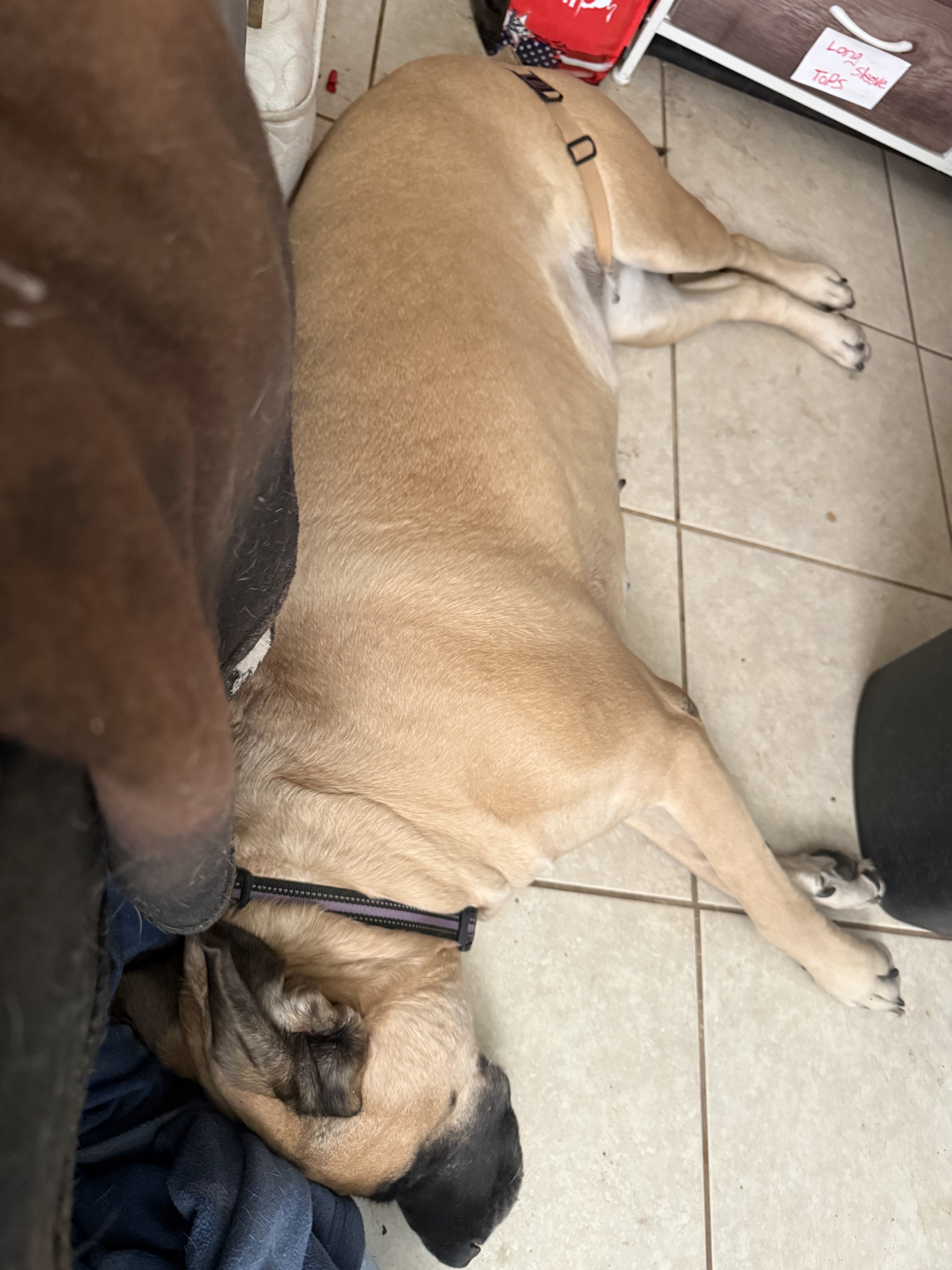 puppies image 3