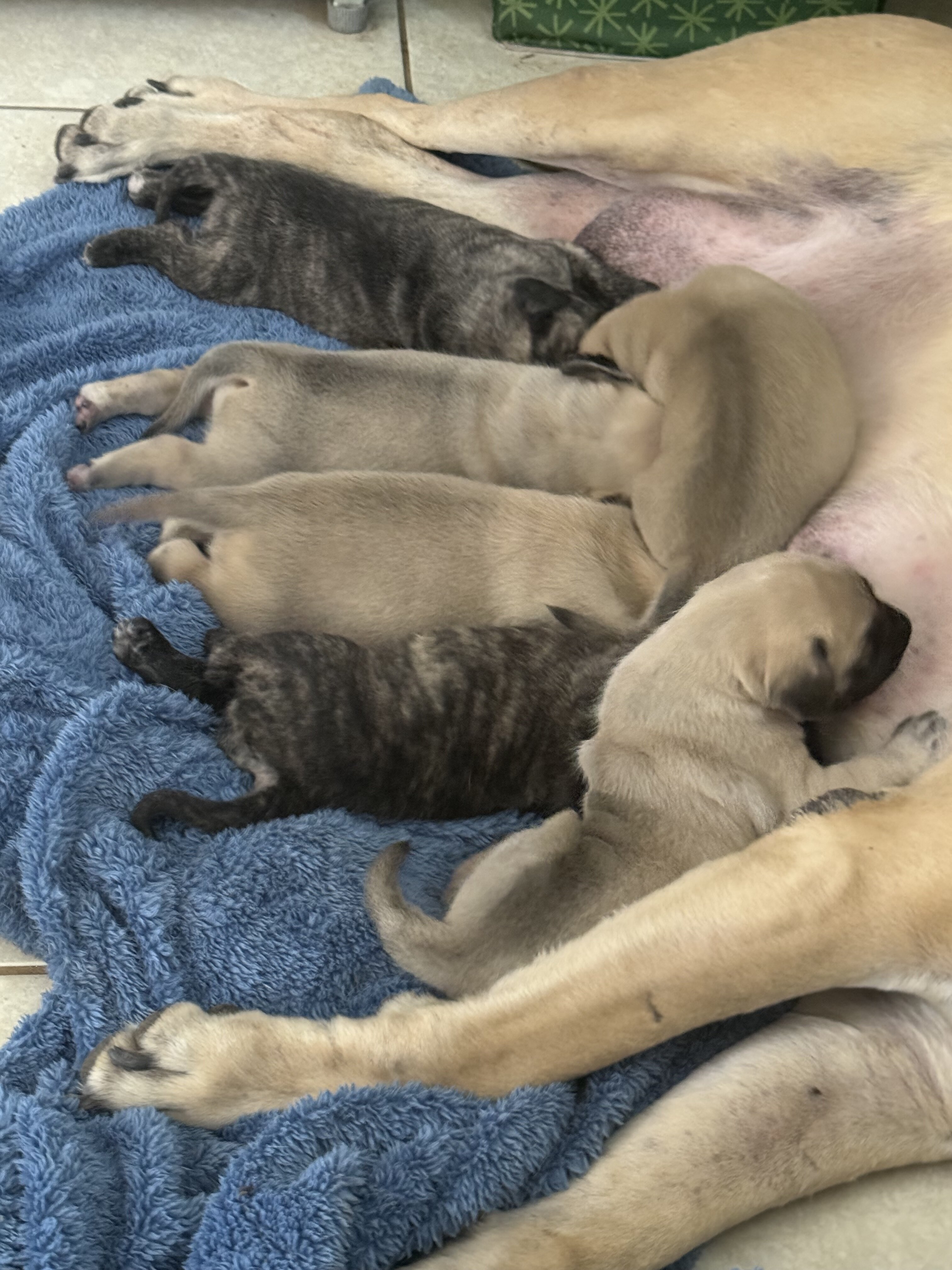 puppies image 1