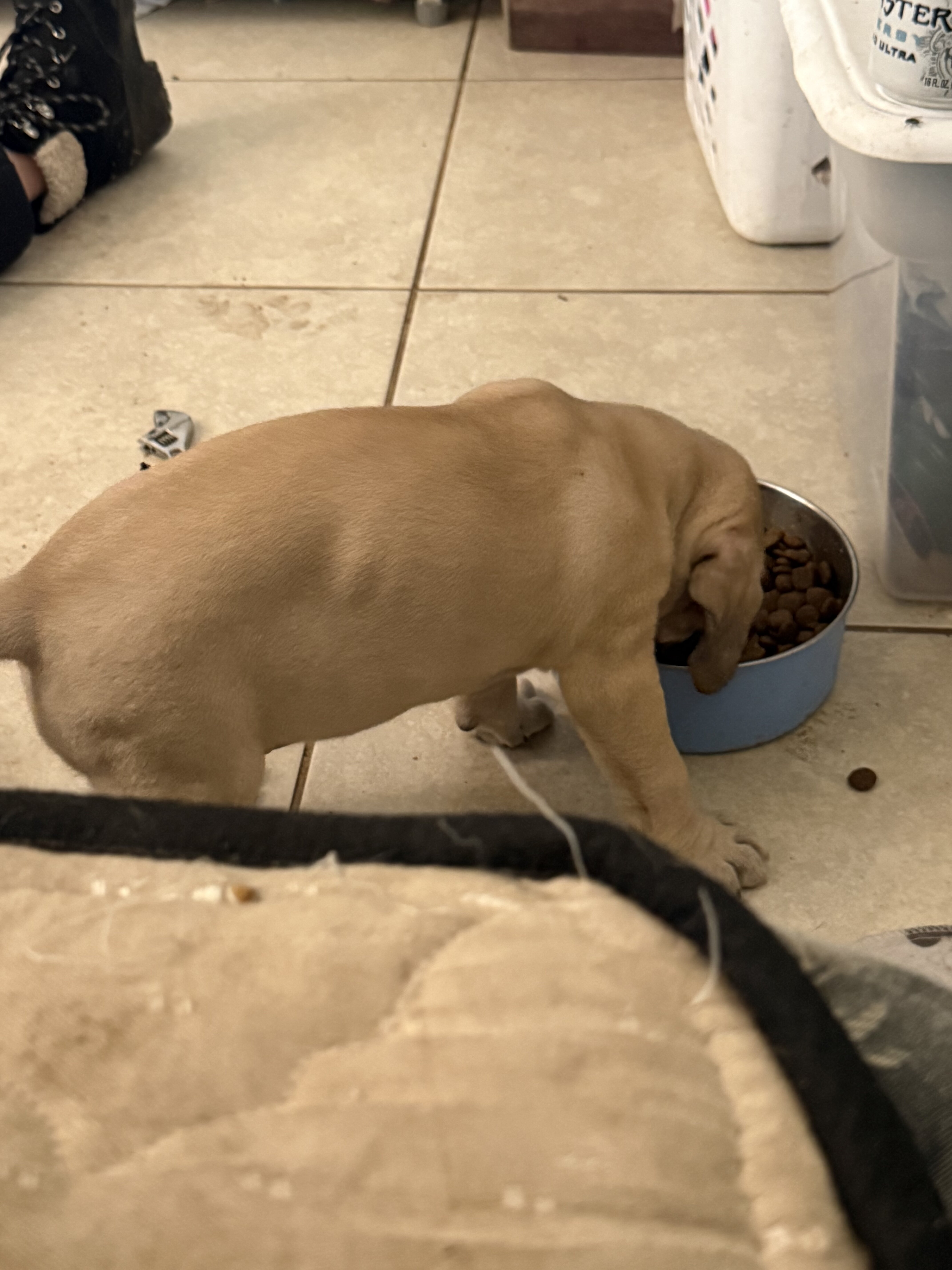 puppies image 4