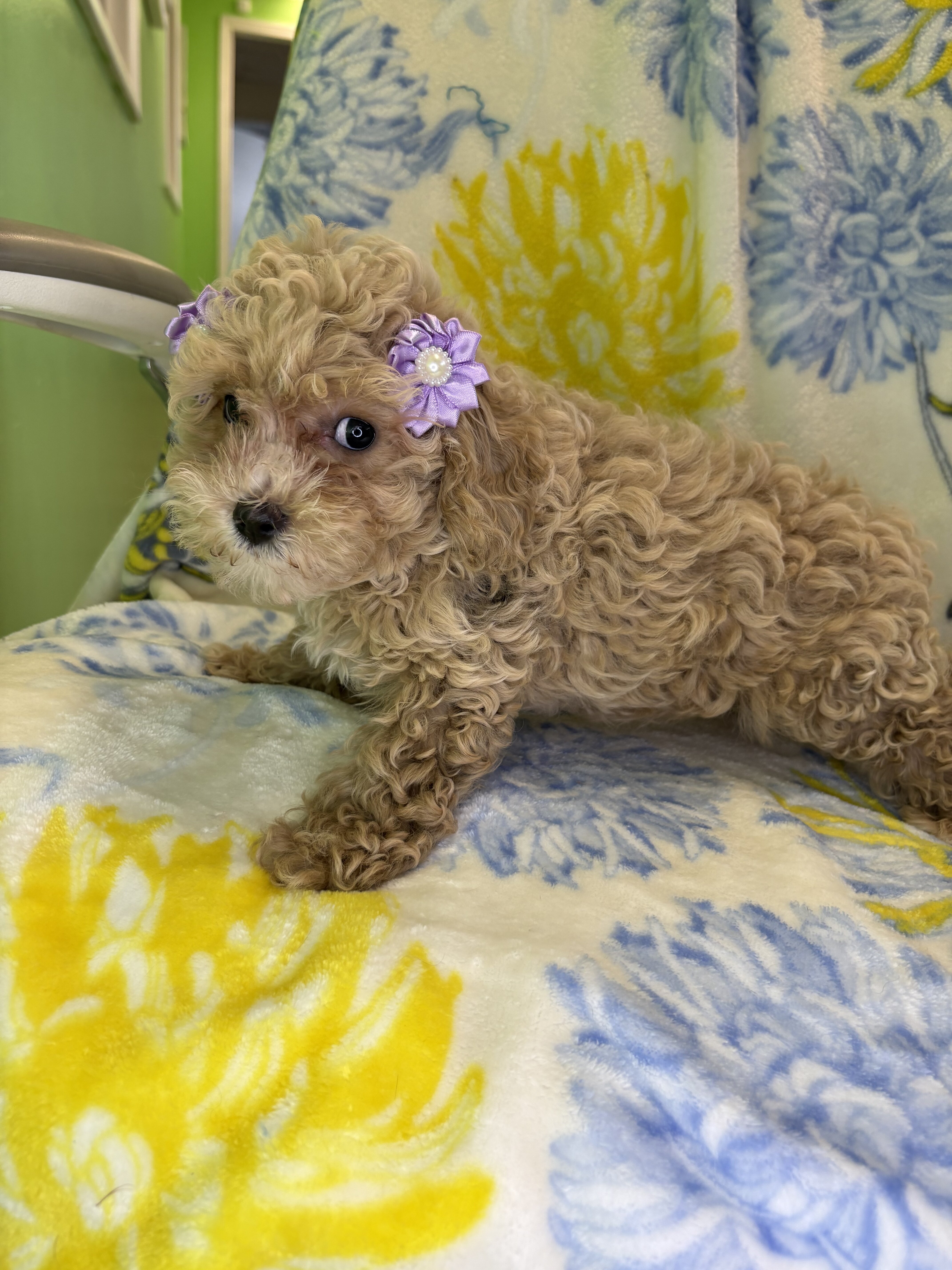 Maltipoo puppies image 3