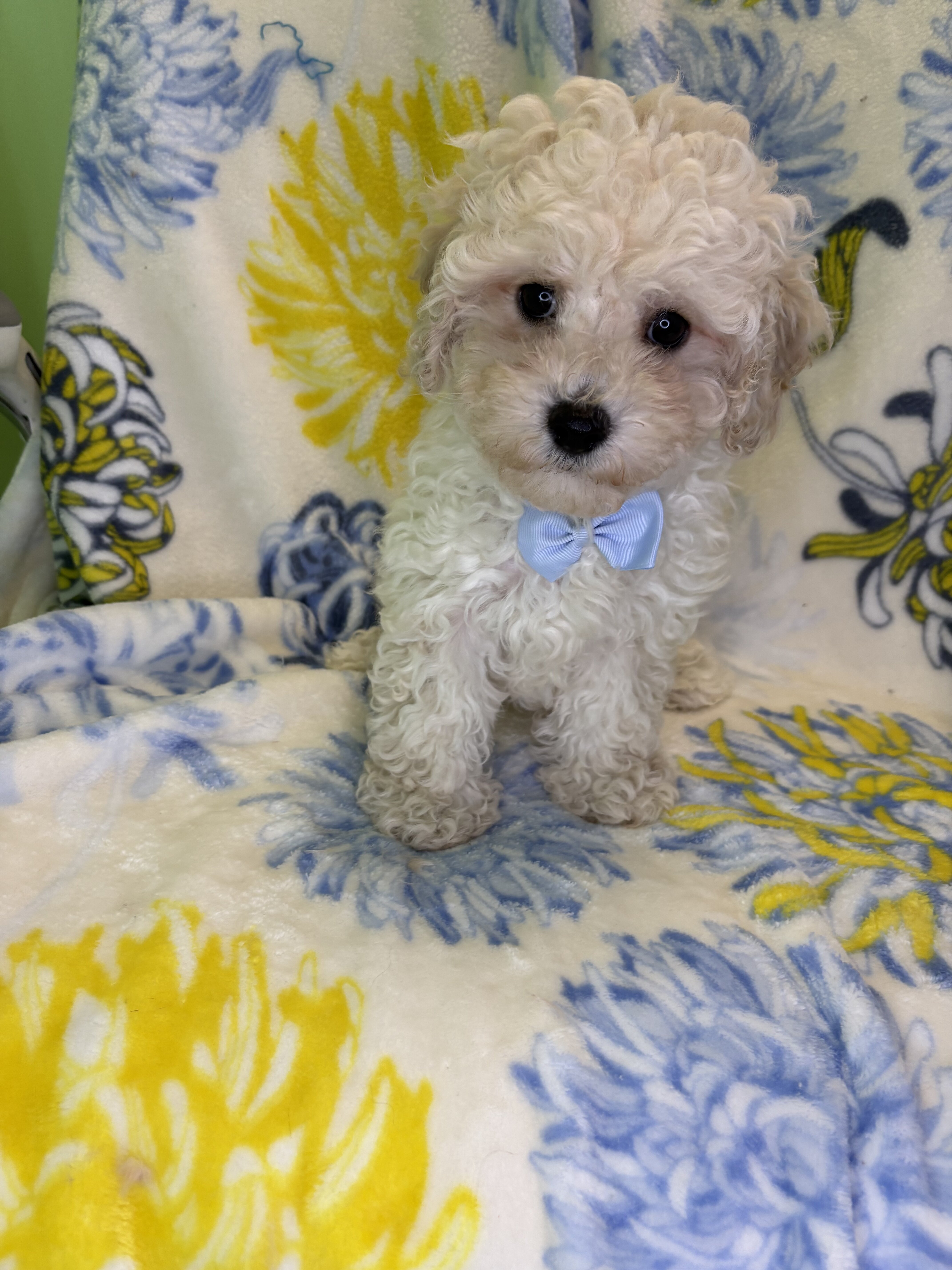 Maltipoo puppies image 2