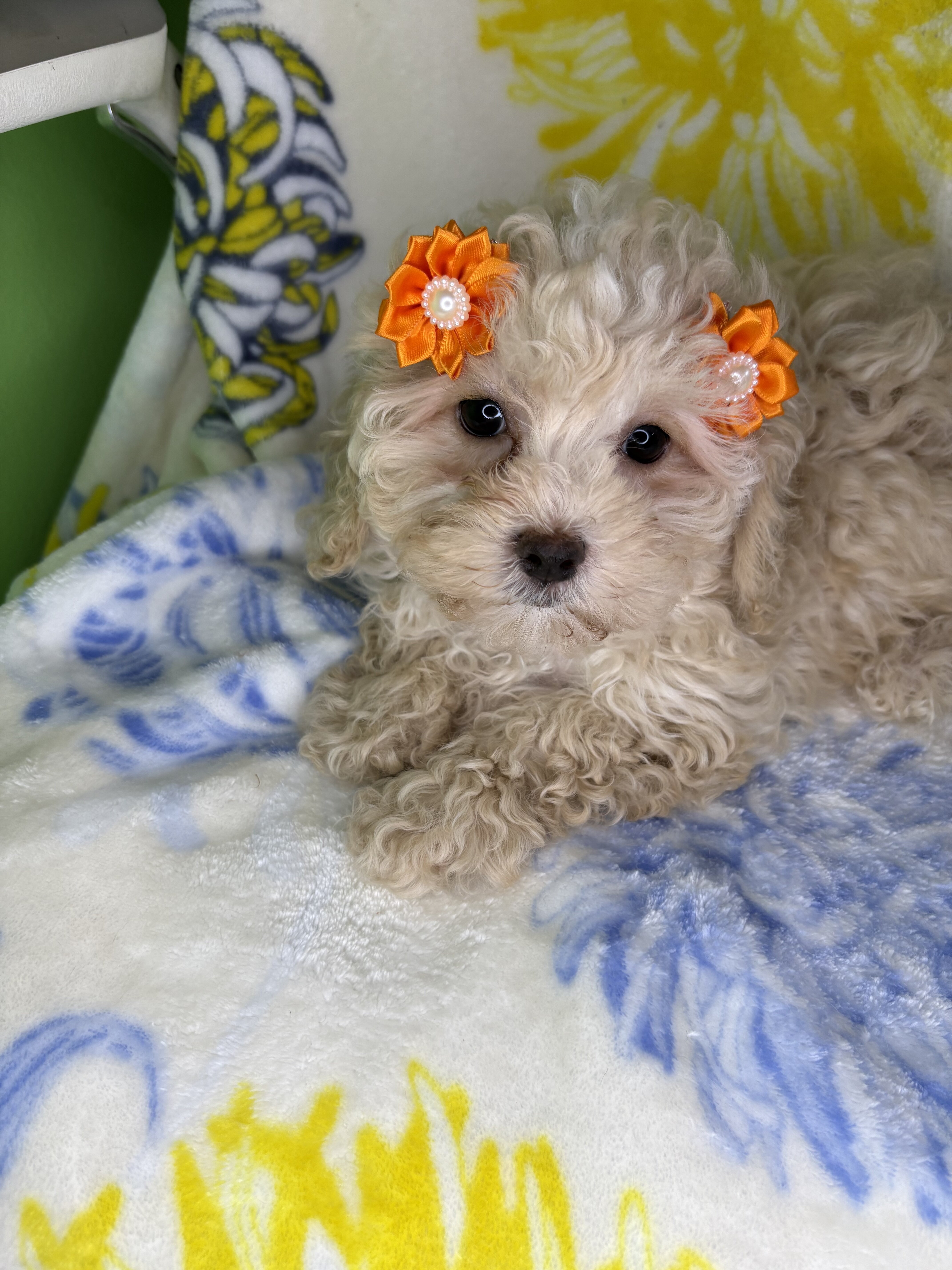 Maltipoo puppies image 1