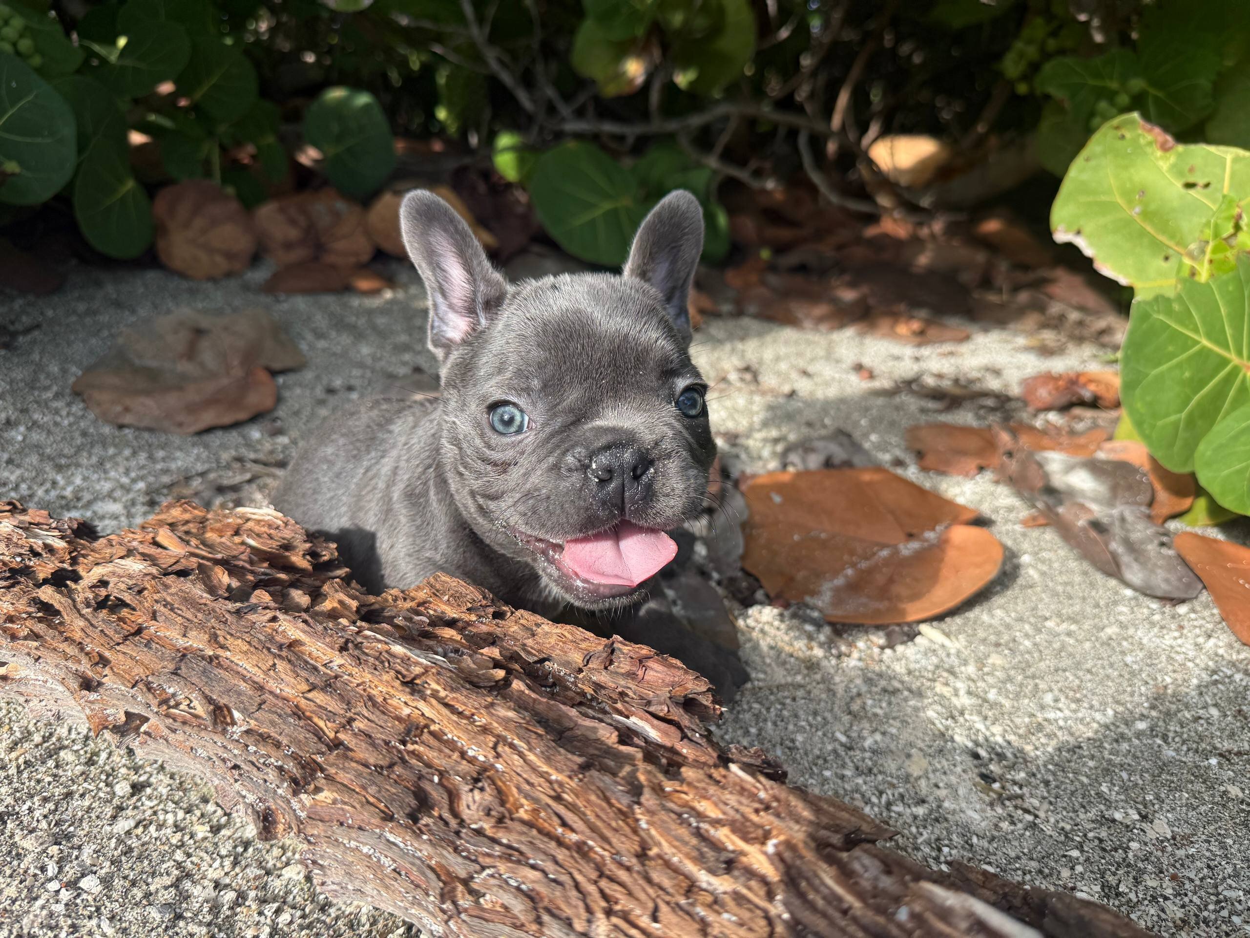 Blue  French Bulldog, born July 9, 2026 image 1