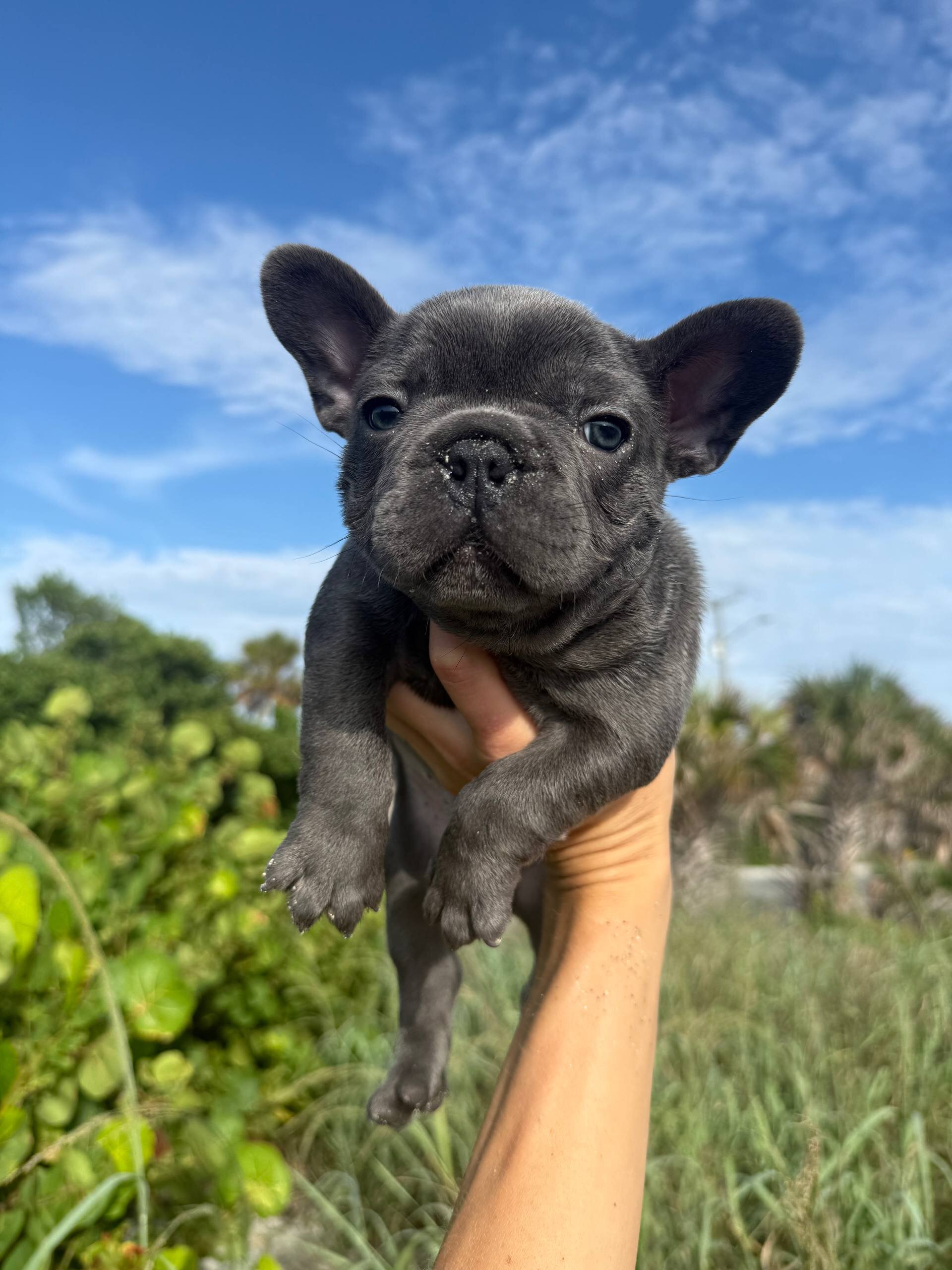 Blue  French Bulldog, born July 9, 2026 image 2