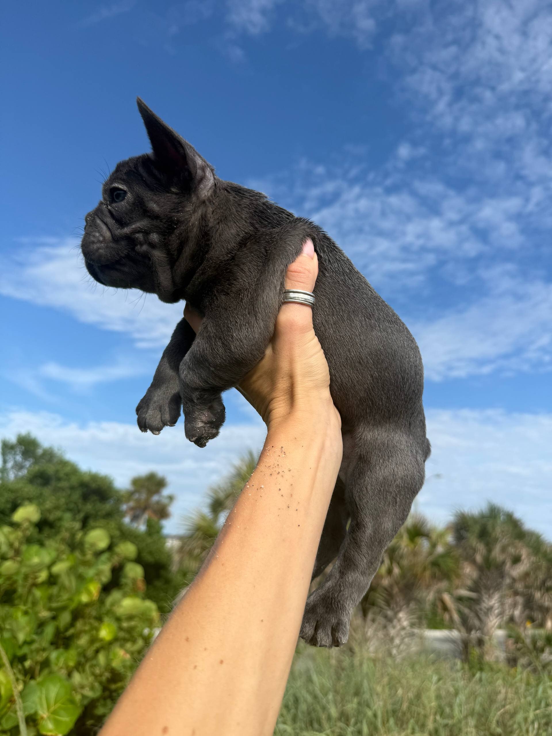 Blue  French Bulldog, born July 9, 2026 image 3