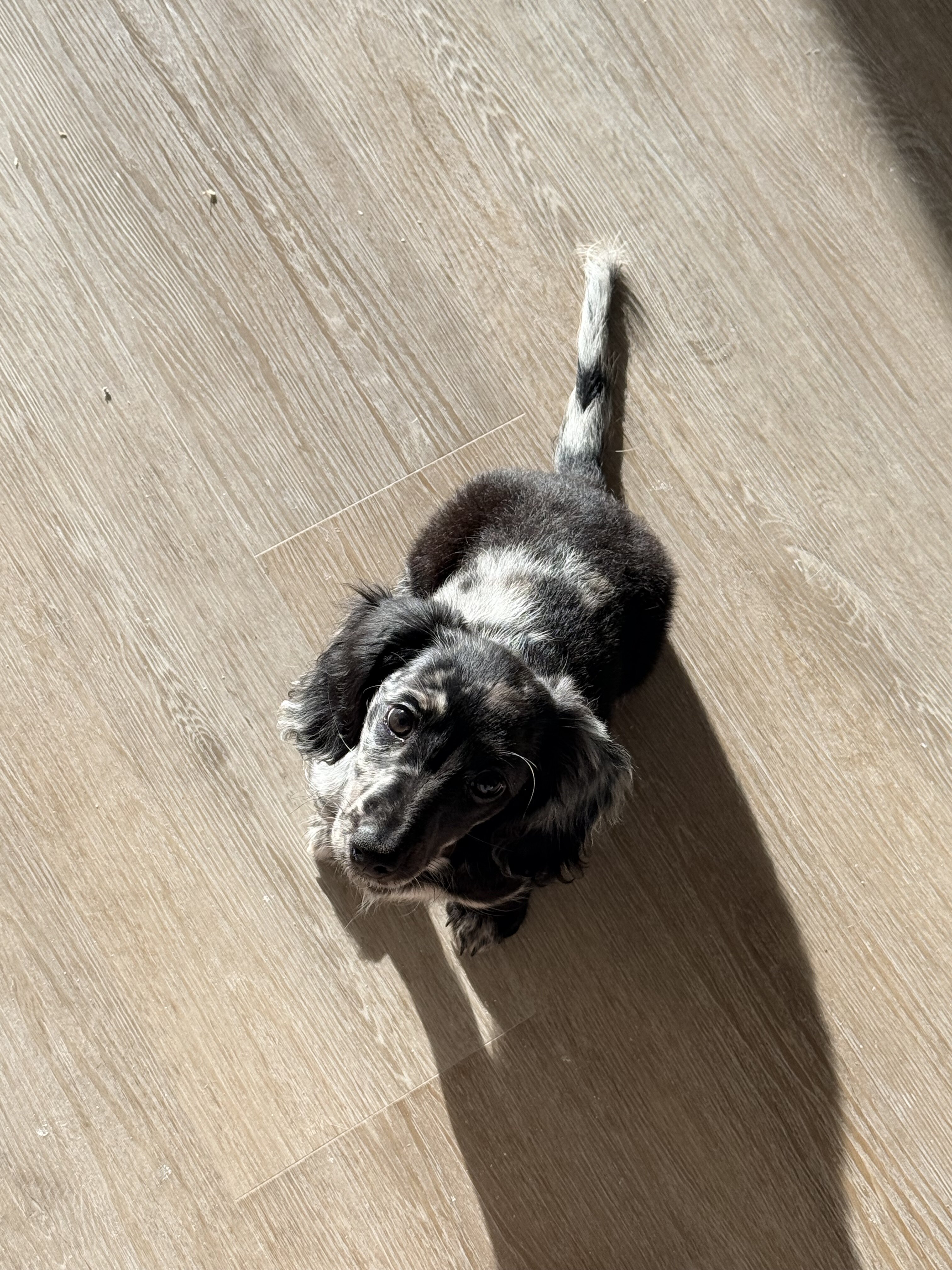 Puppy Available image 1