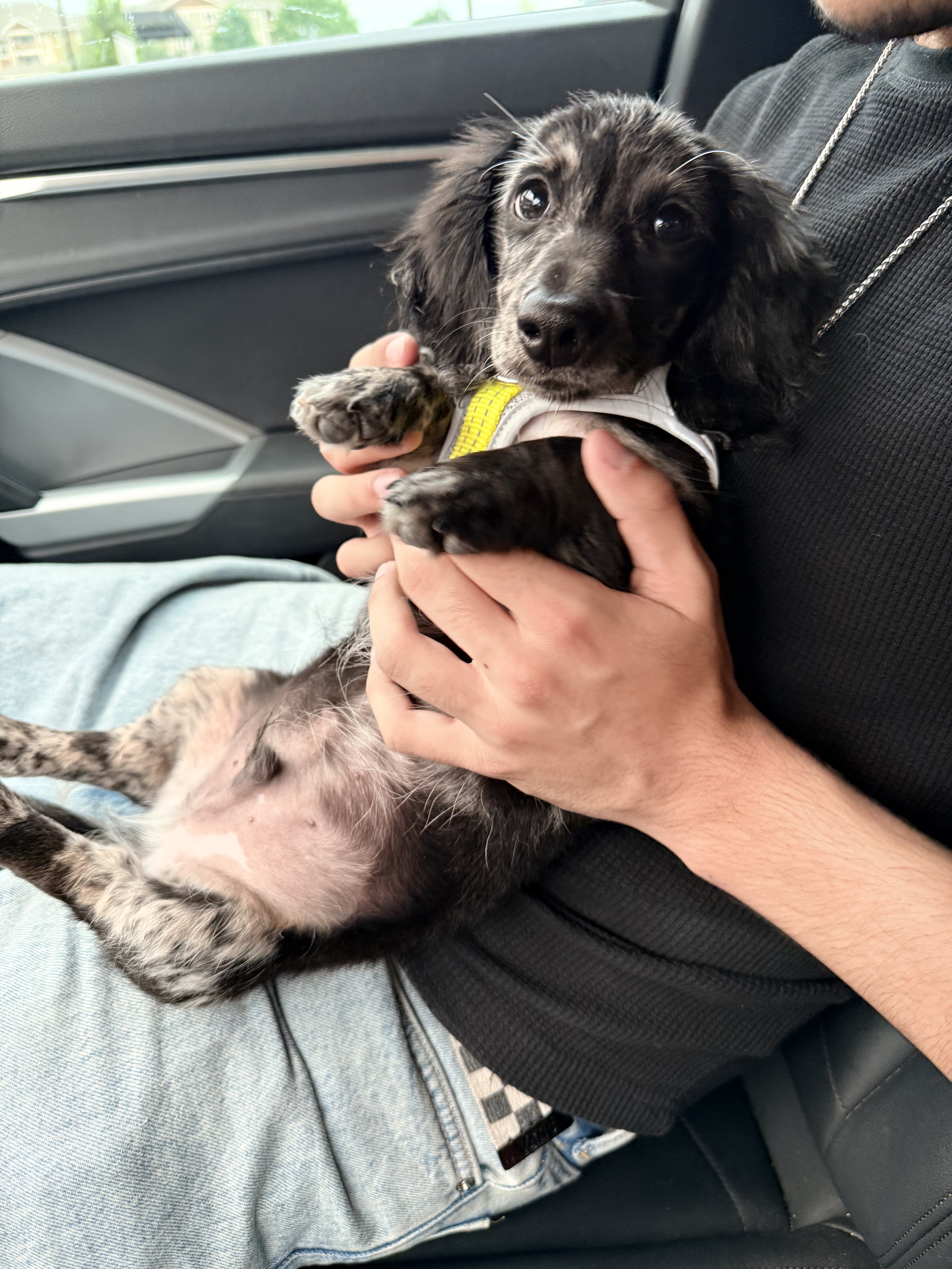 Puppy Available image 2