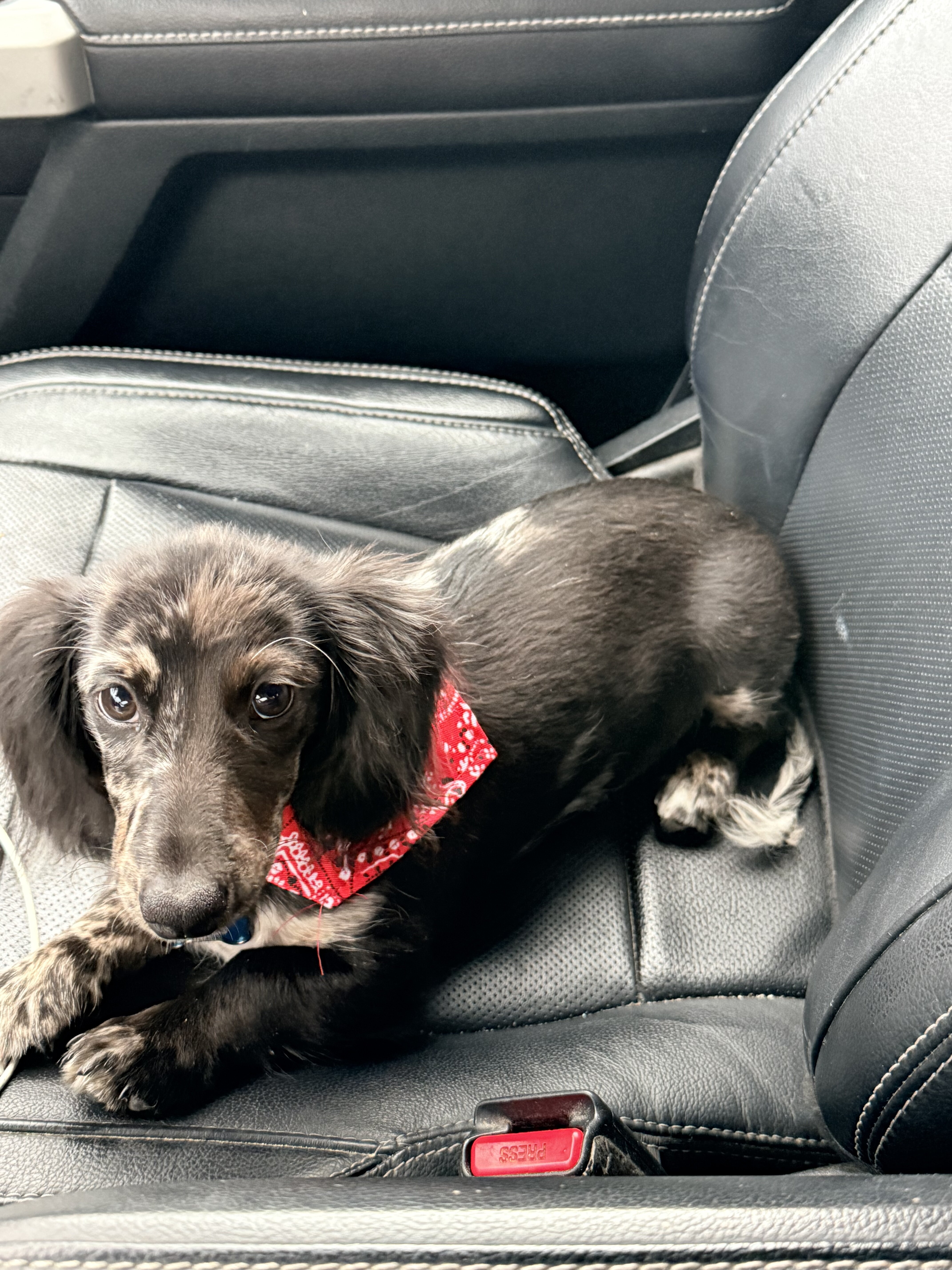 Puppy Available image 3