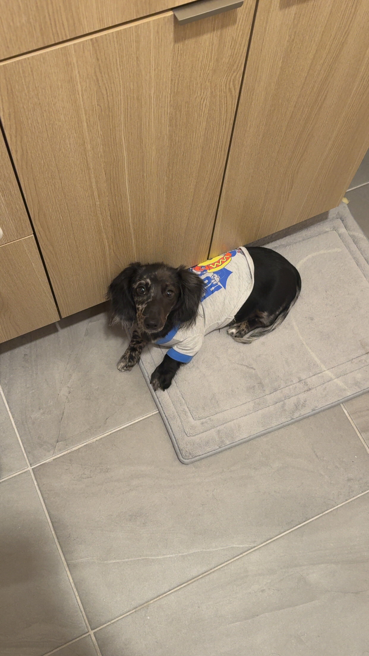Puppy Available image 4