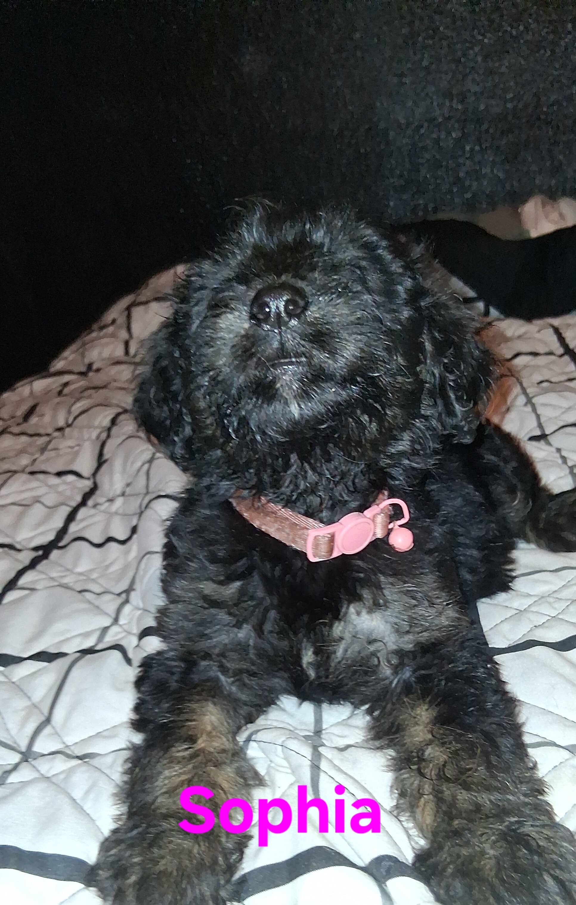 Doodles Puppies image 2
