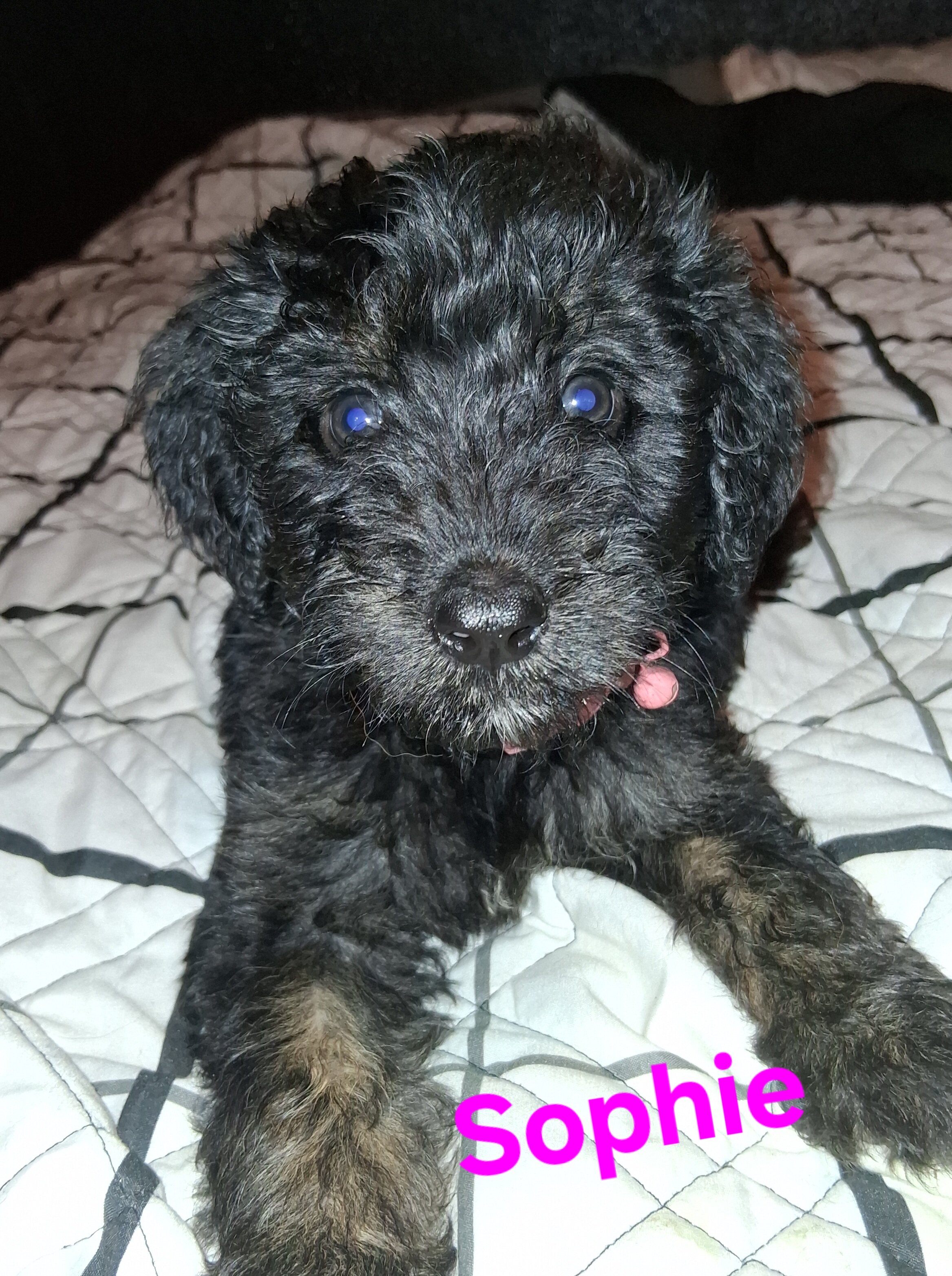 Doodles Puppies image 1
