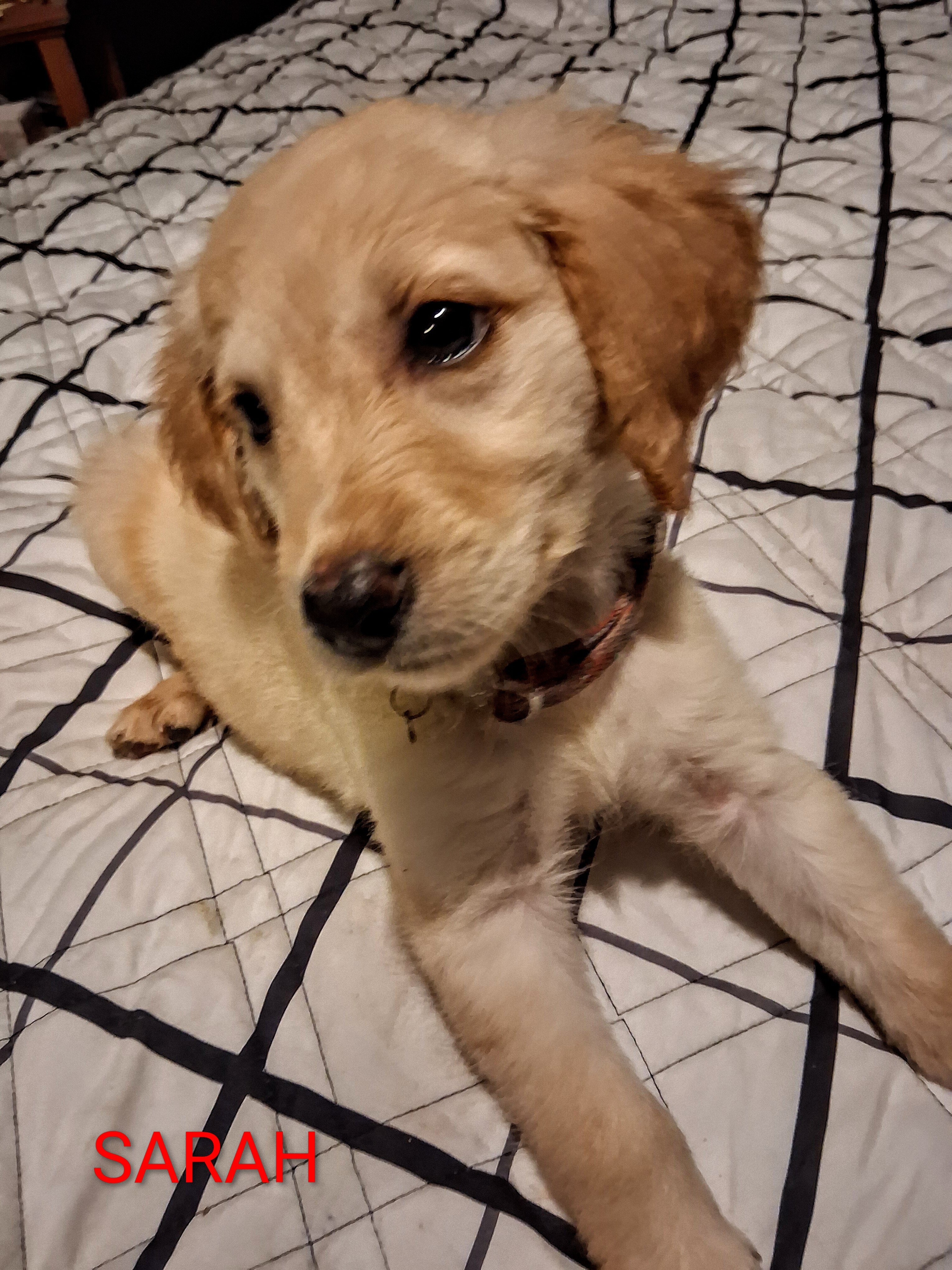 Golden Retriever image 1