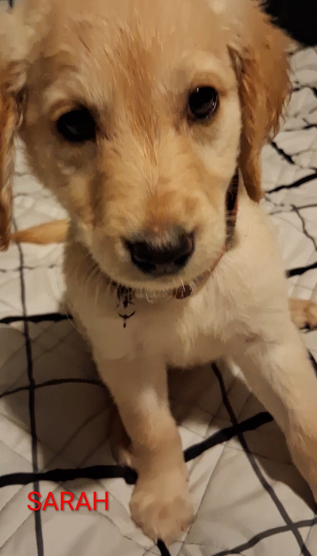 Golden Retriever image 2