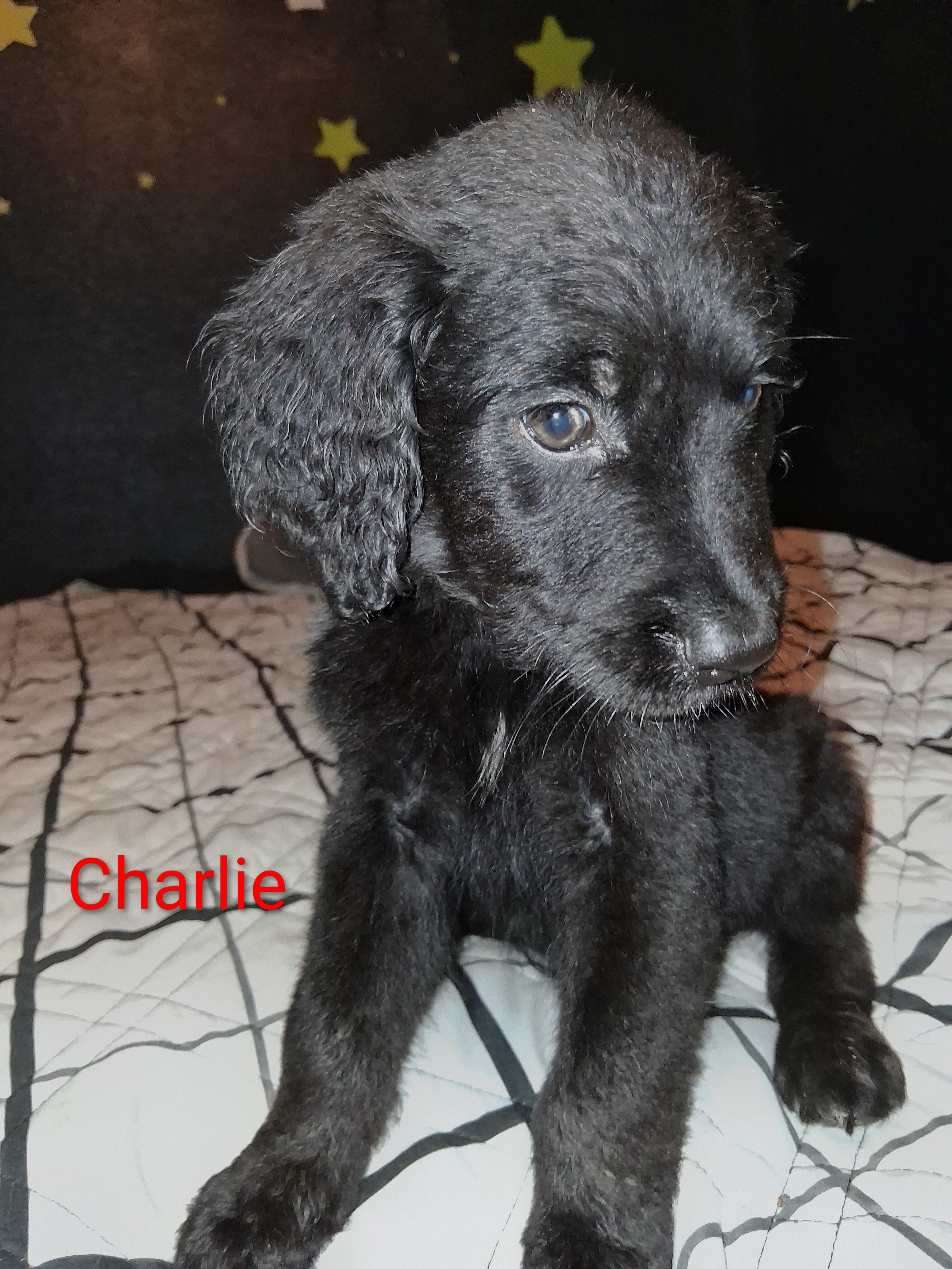 Double Doodle puppy image 1