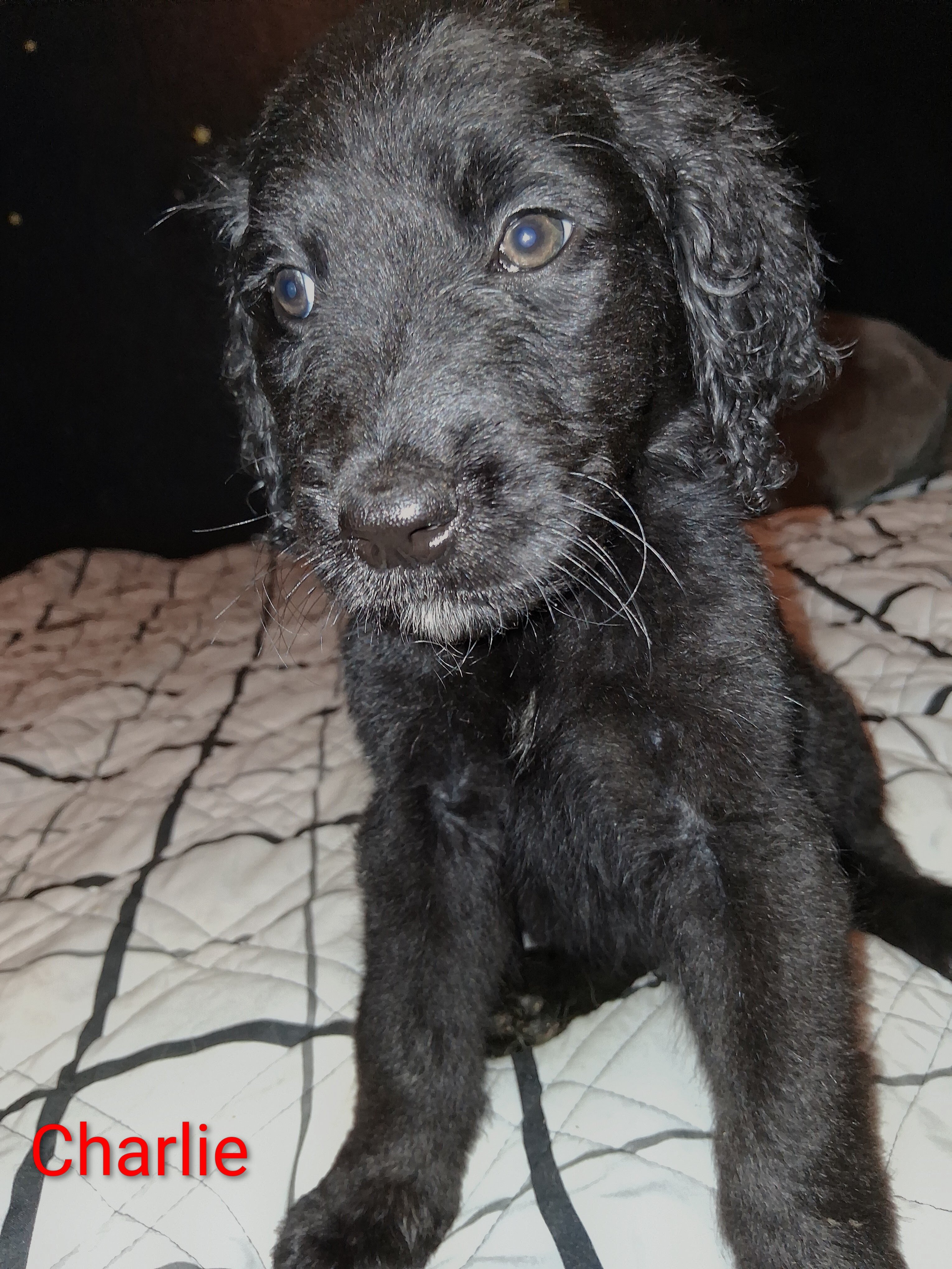 Double Doodle puppy image 3
