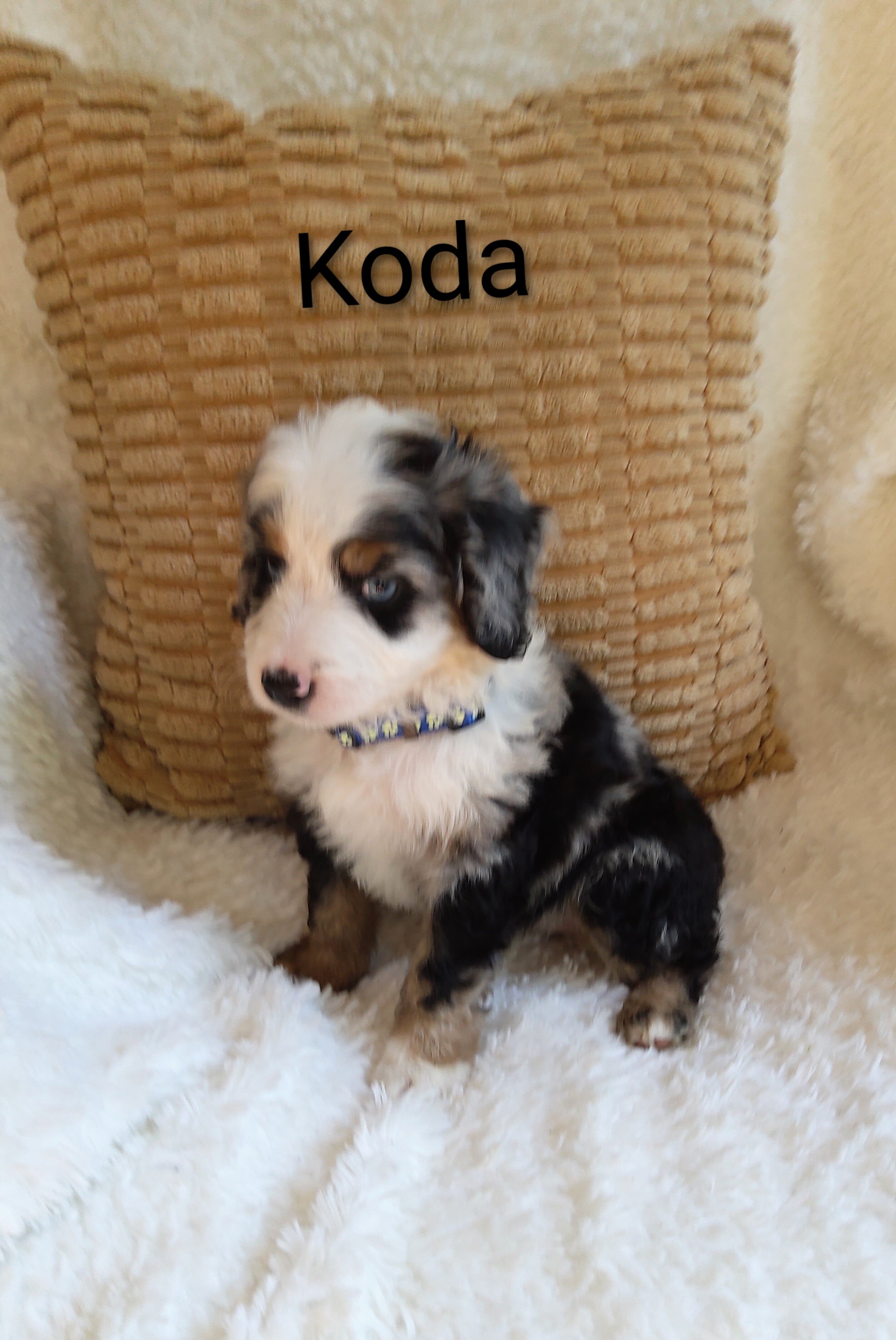 Miniature bernedoodle puppy image 4