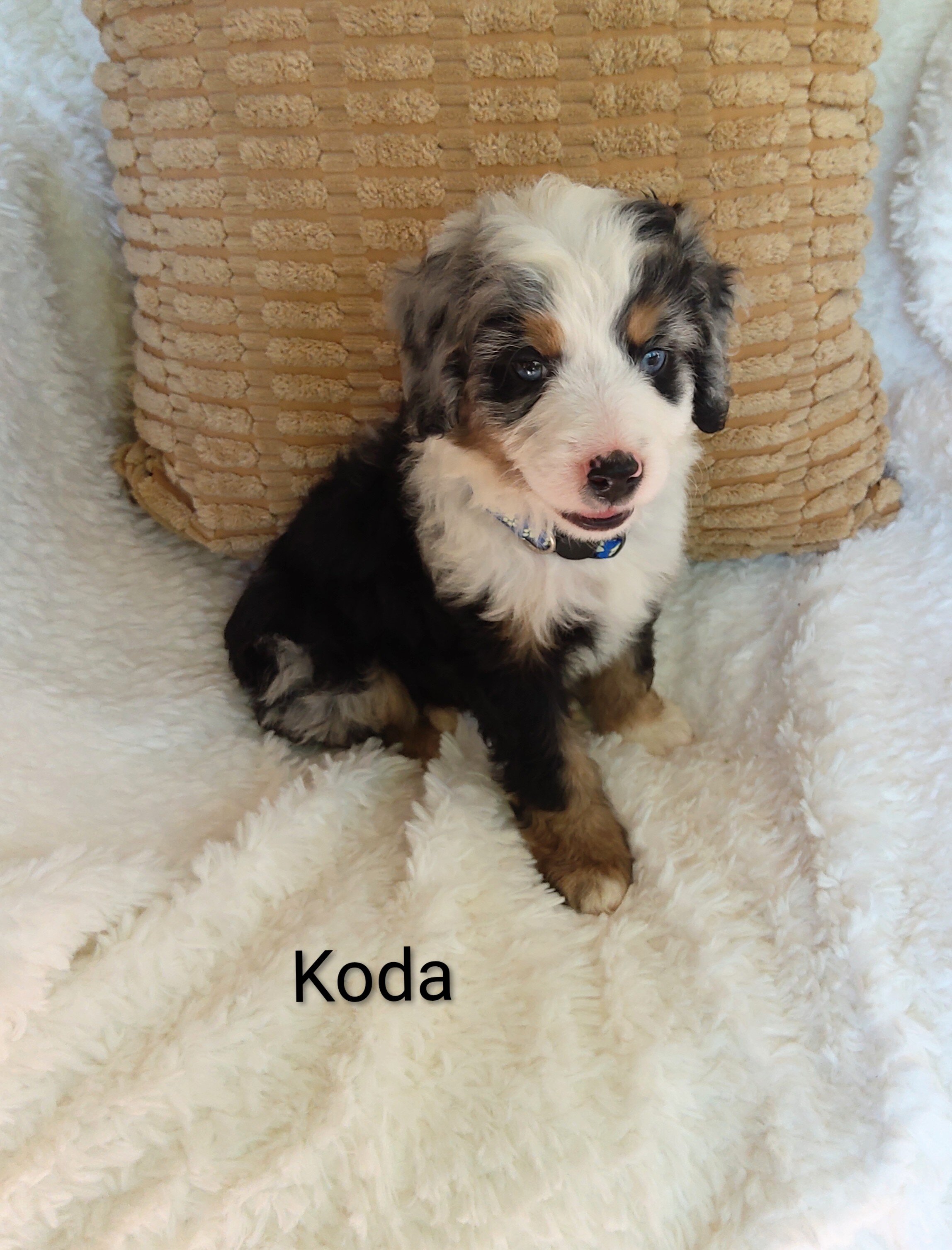 Miniature bernedoodle puppy image 1