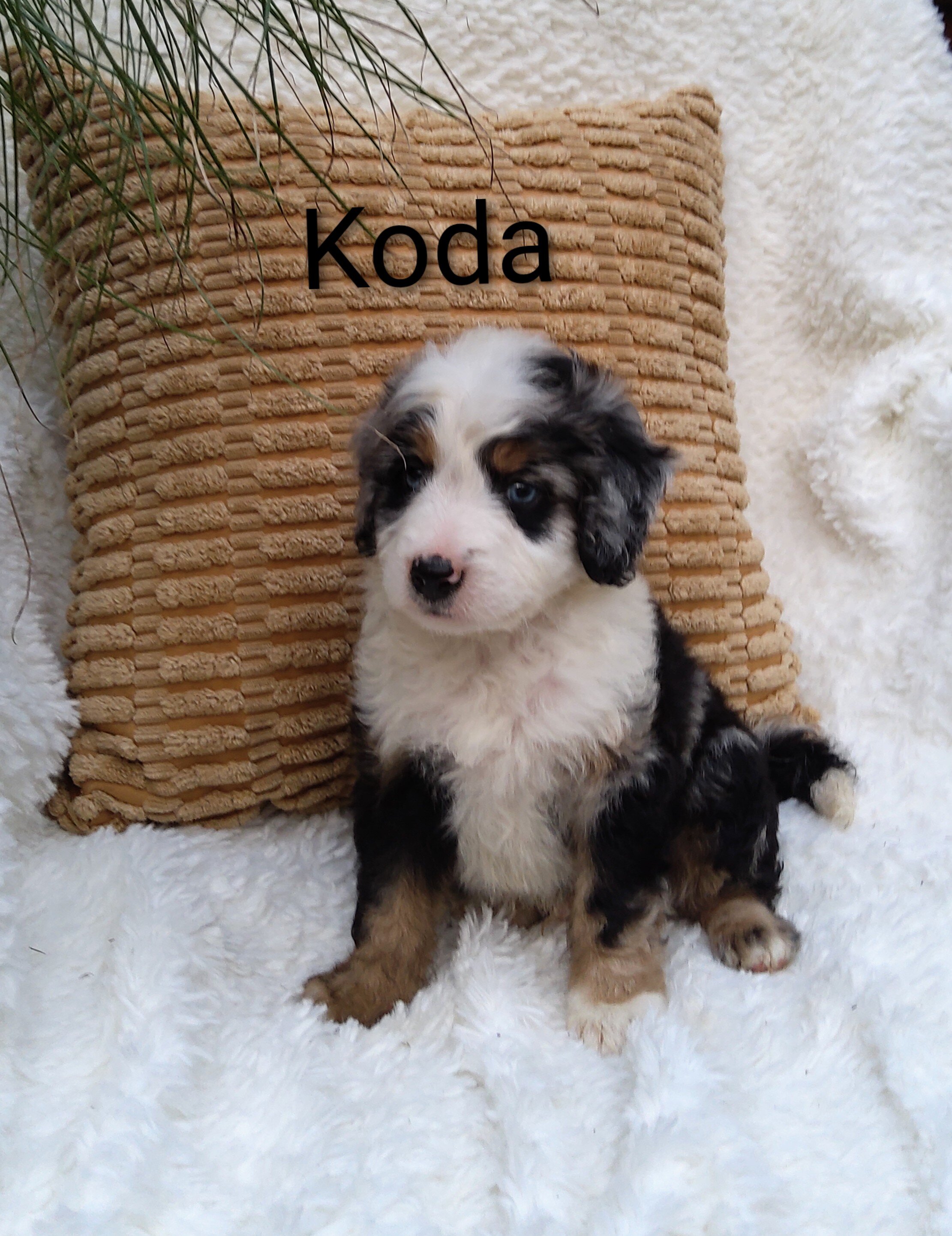 Miniature bernedoodle puppy image 5