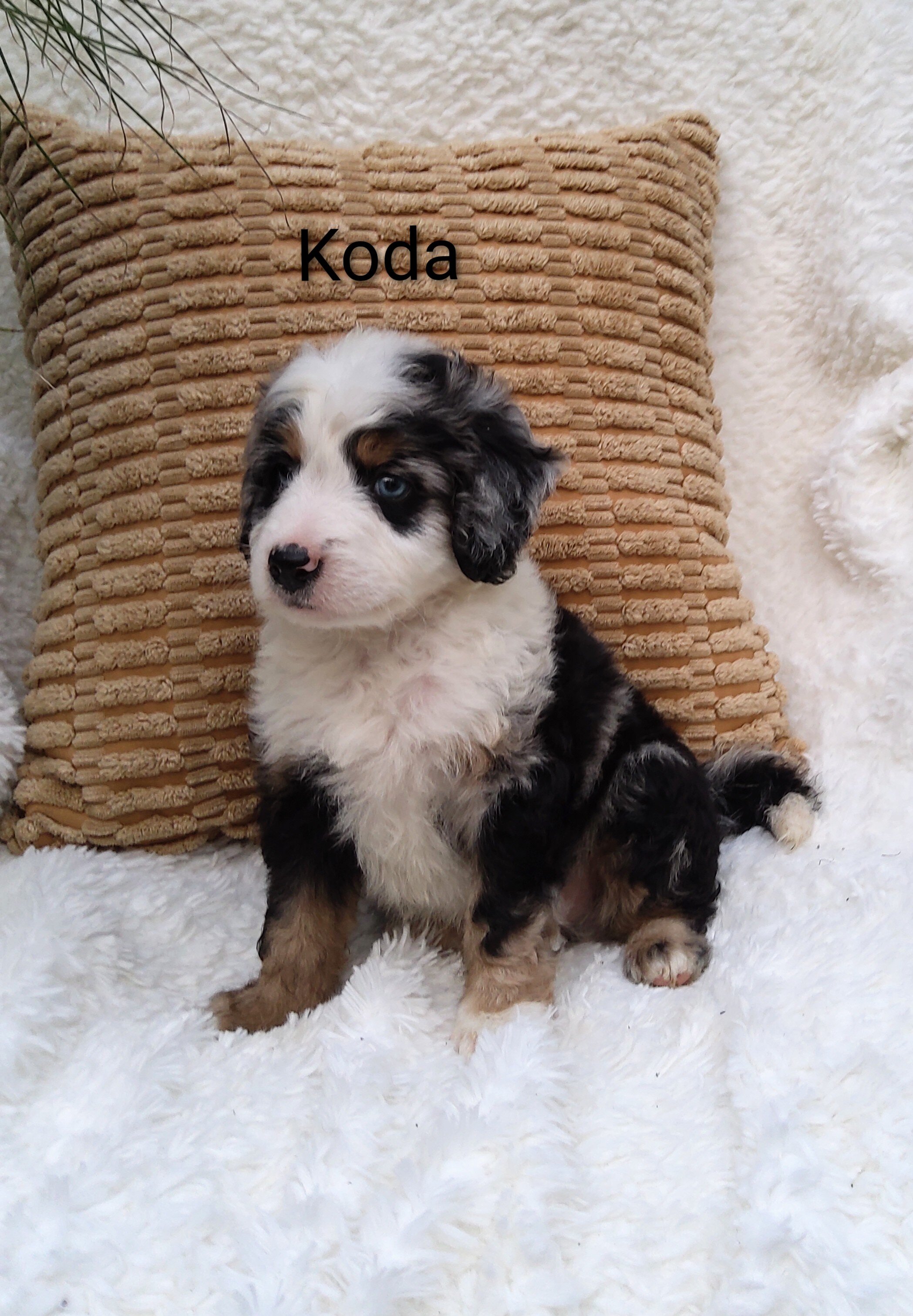 Miniature bernedoodle puppy image 2
