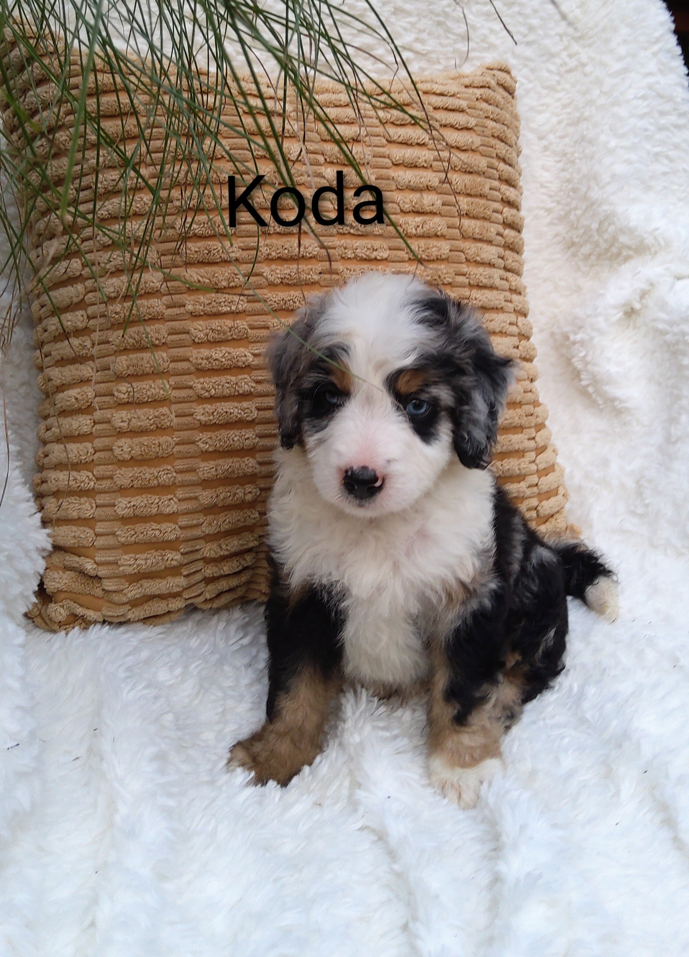 Miniature bernedoodle puppy image 3