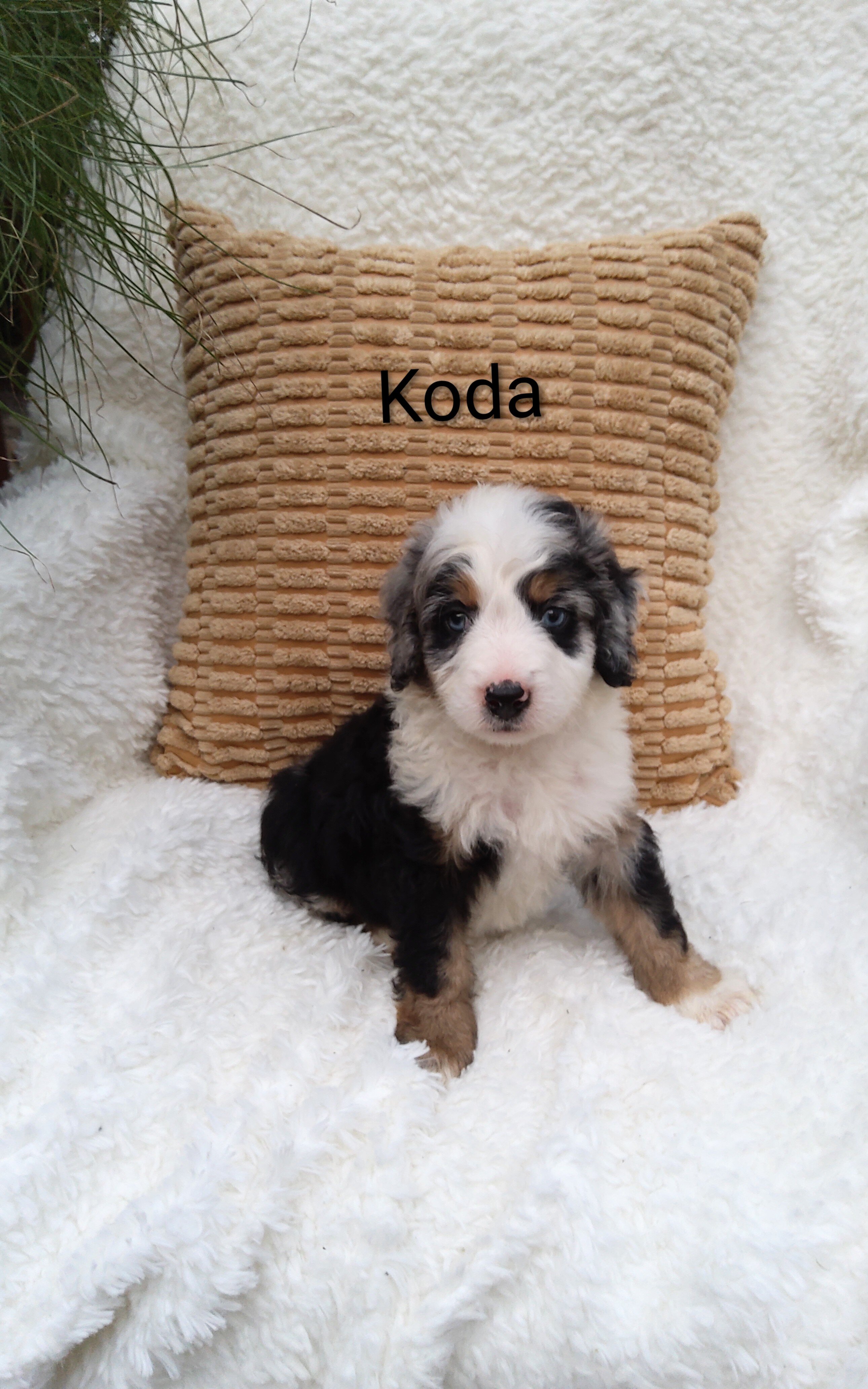 Miniature bernedoodle puppy image 6