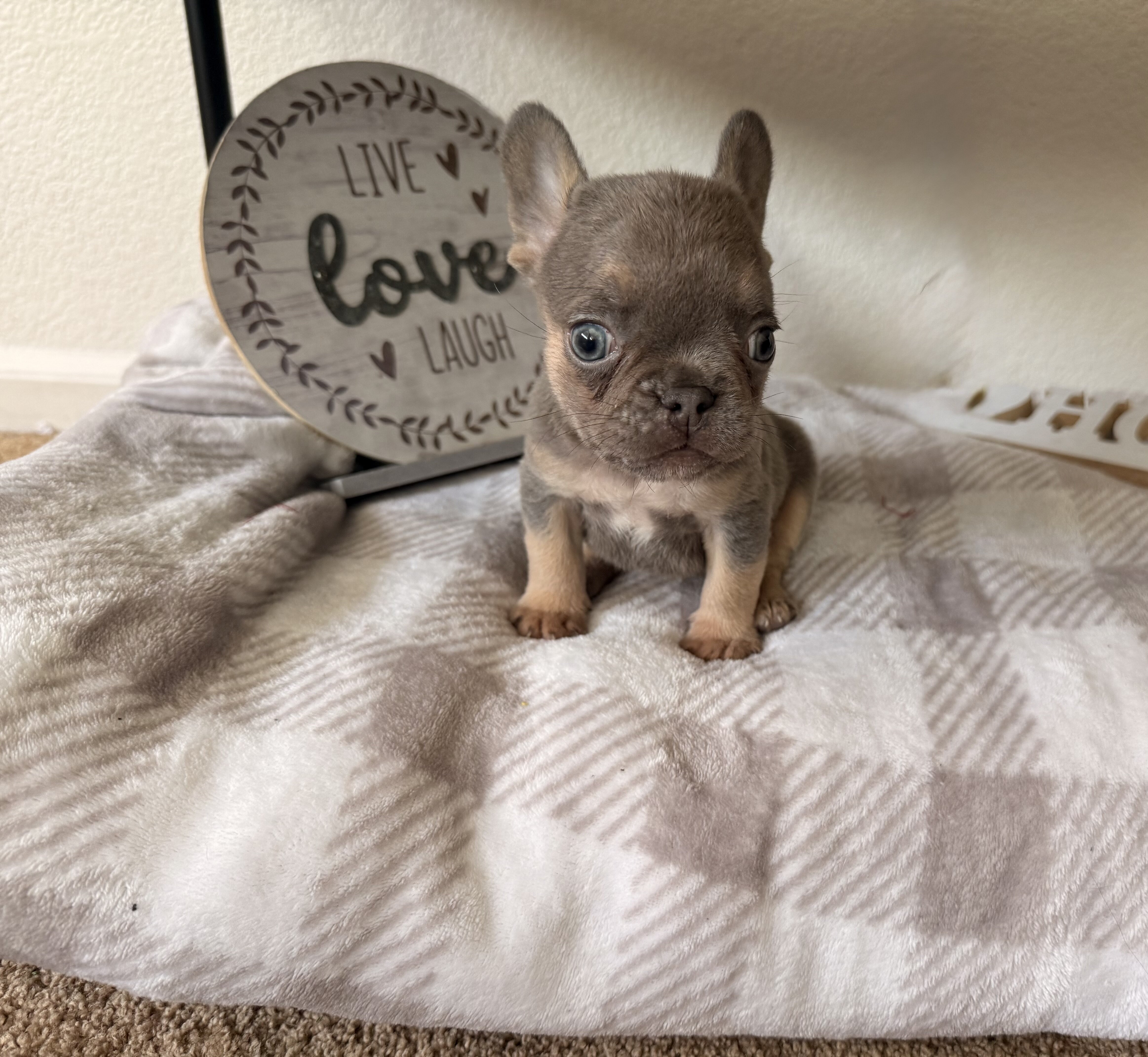 French bull dog image 1