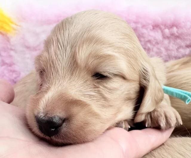Dna colour tested true cream pups Miniature Dachsh image 1