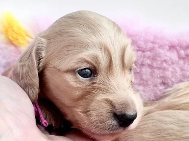 Dna colour tested true cream pups Miniature Dachsh image 2