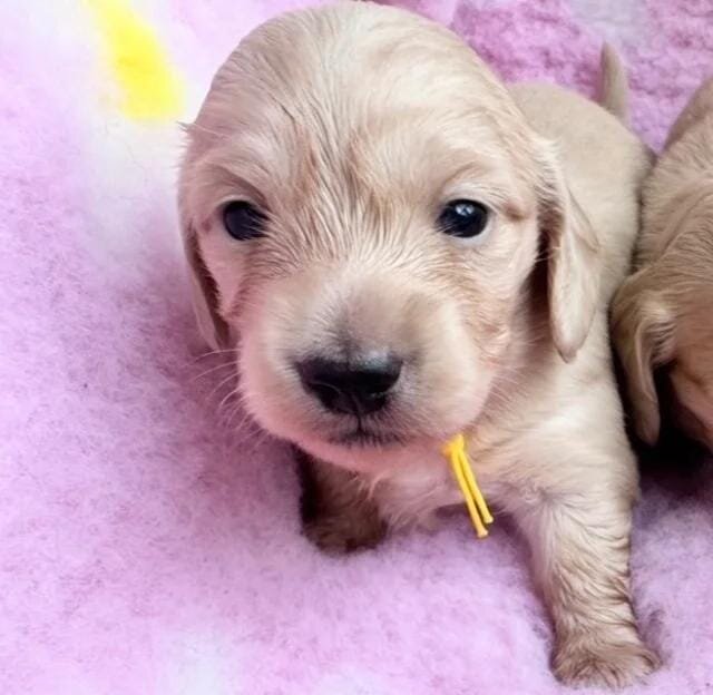 Dna colour tested true cream pups Miniature Dachsh image 3