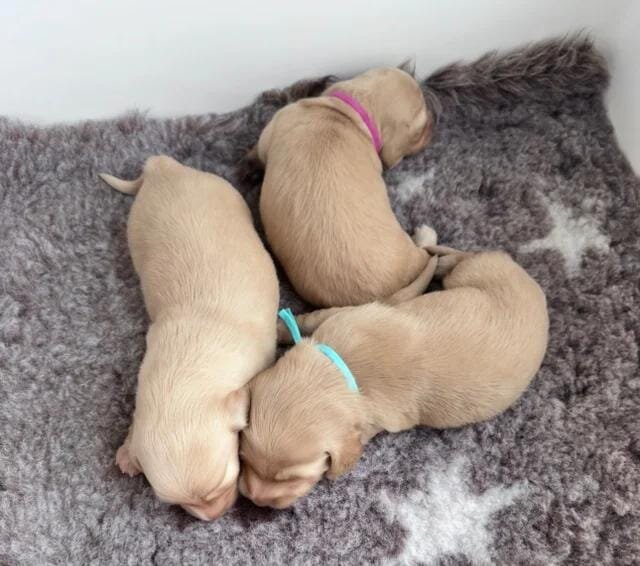 Dna colour tested true cream pups Miniature Dachsh image 5