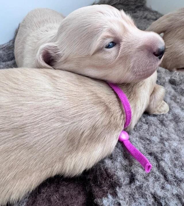 Dna colour tested true cream pups Miniature Dachsh image 4