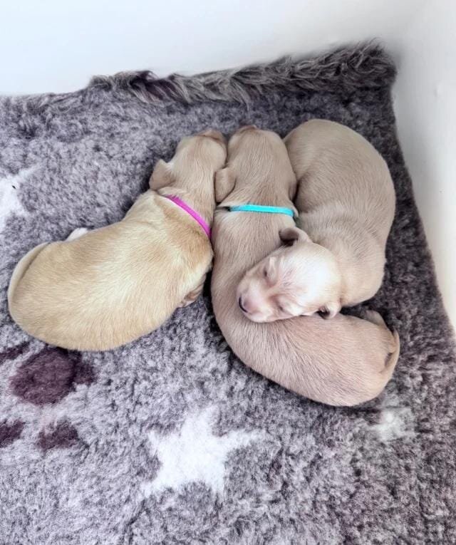 Dna colour tested true cream pups Miniature Dachsh image 6